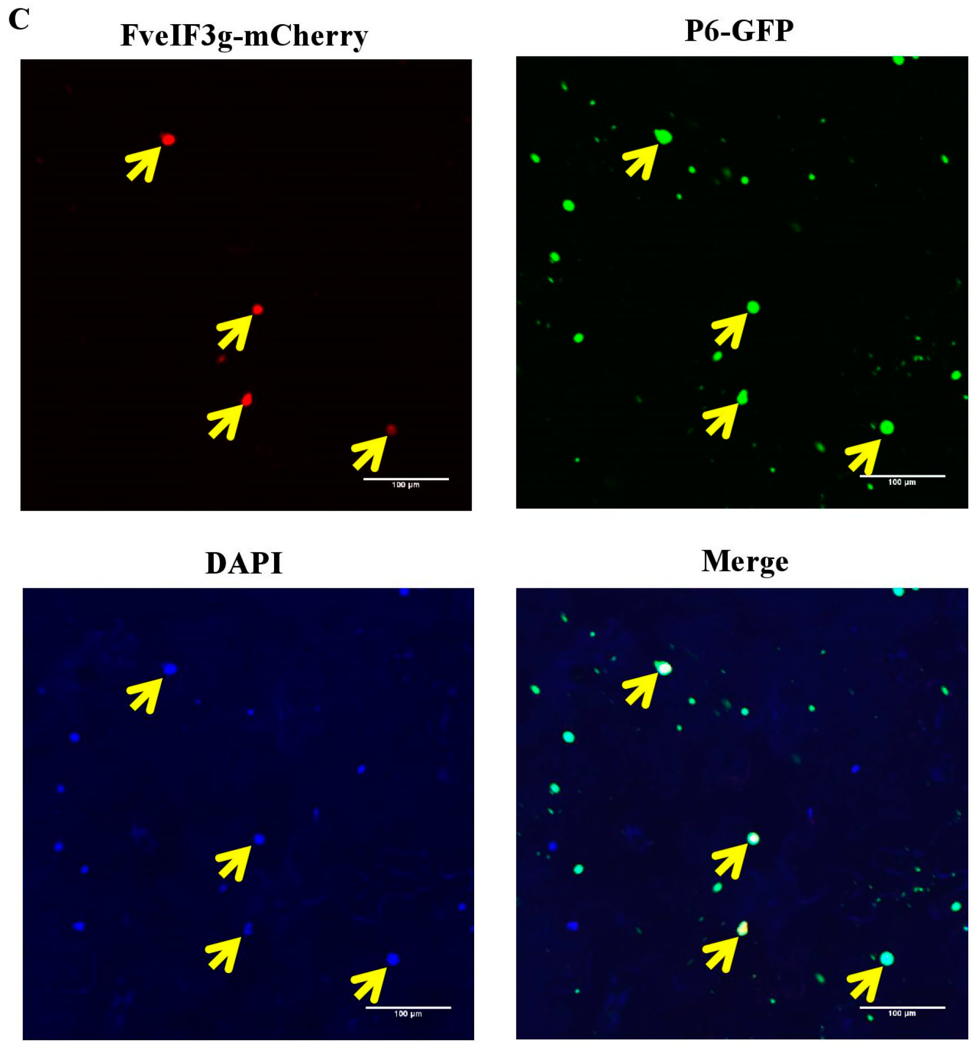 Viruses 10 00717 g005b