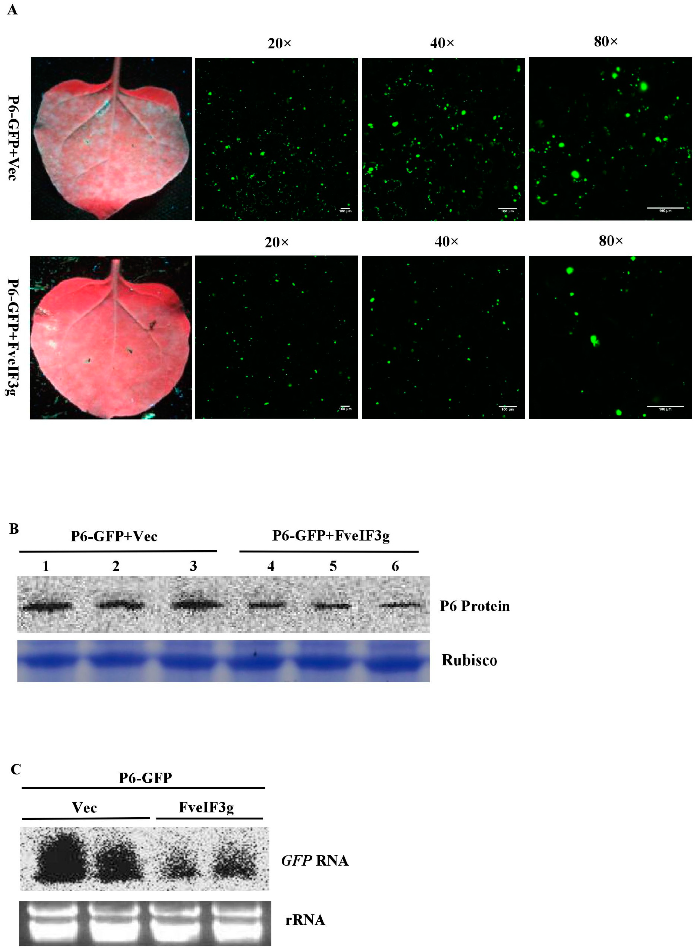 Viruses 10 00717 g006a