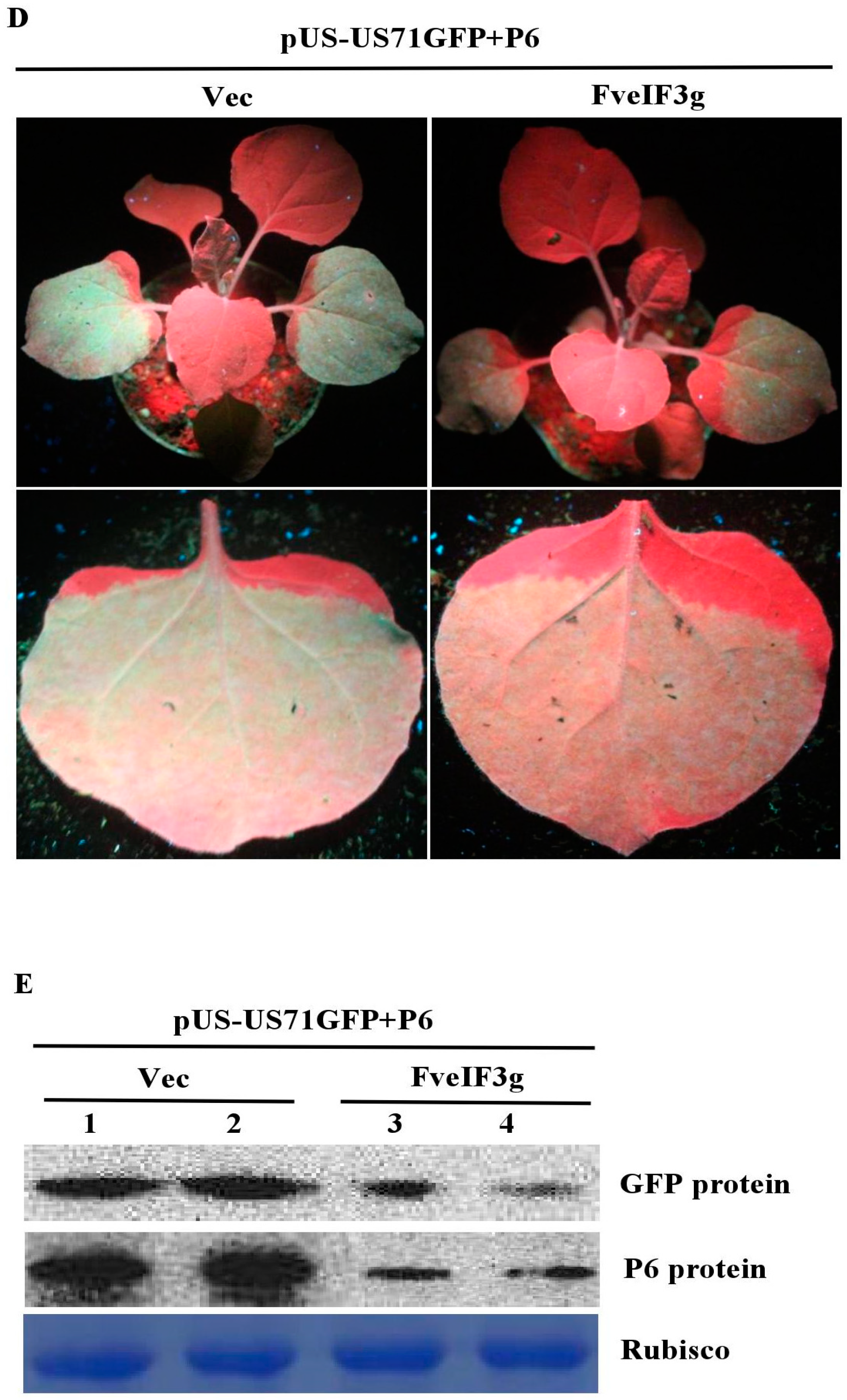 Viruses 10 00717 g006b
