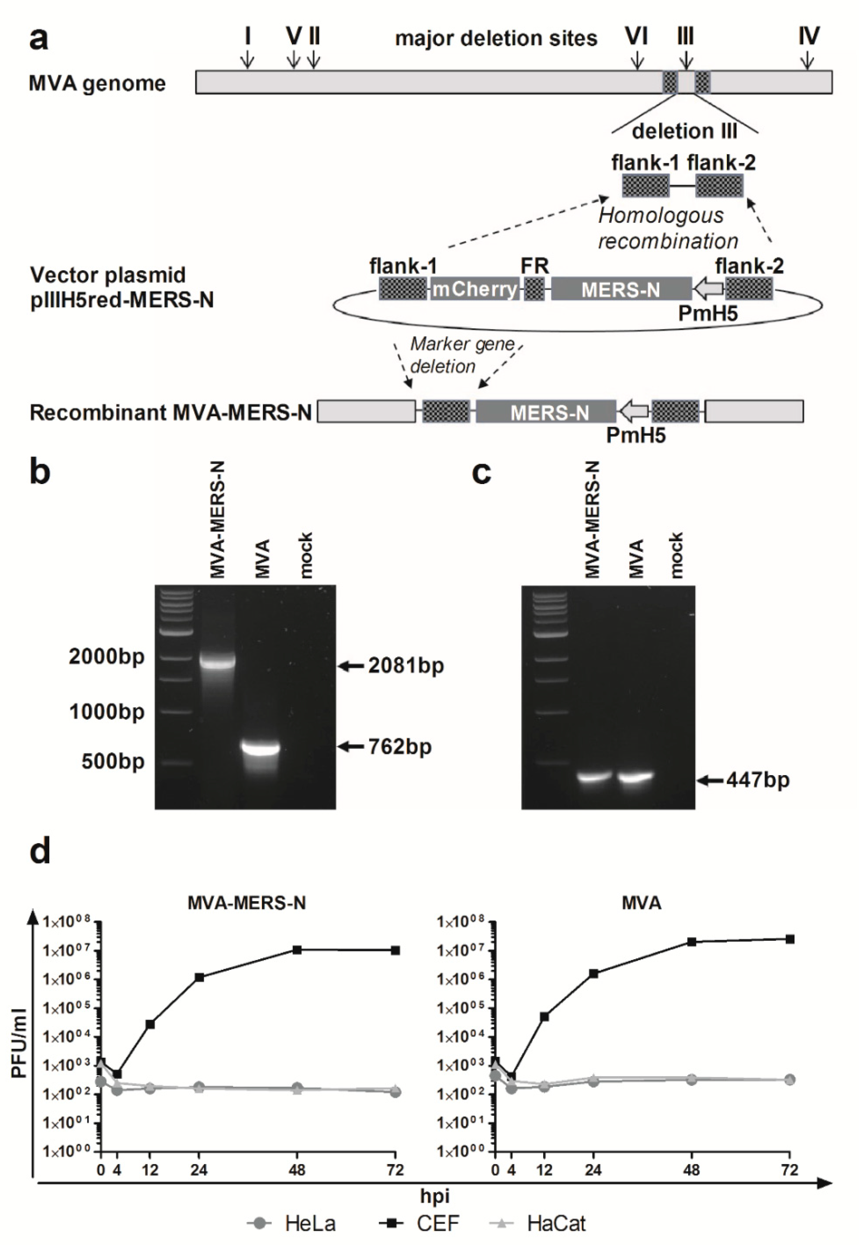Viruses 10 00718 g001