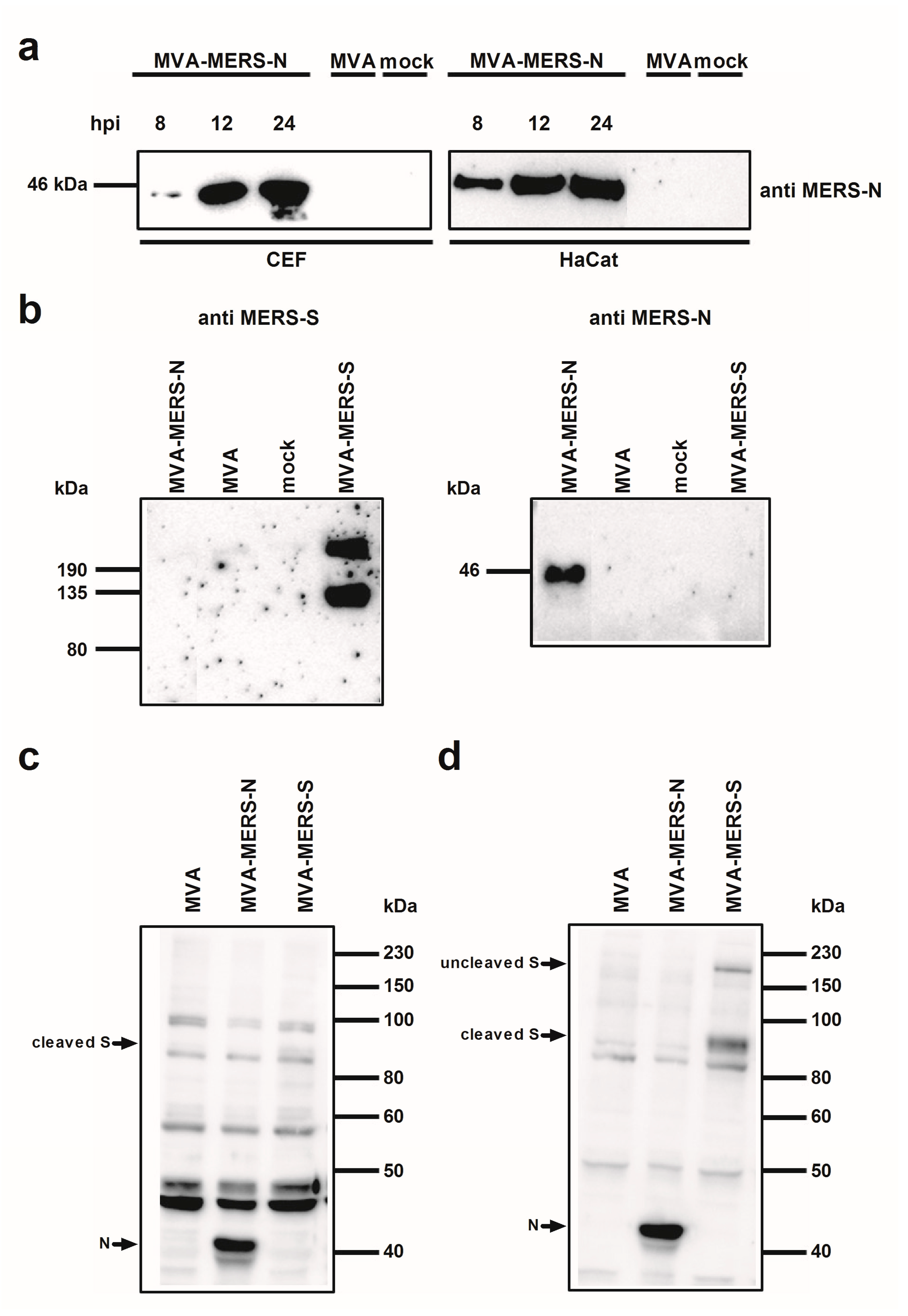 Viruses 10 00718 g002