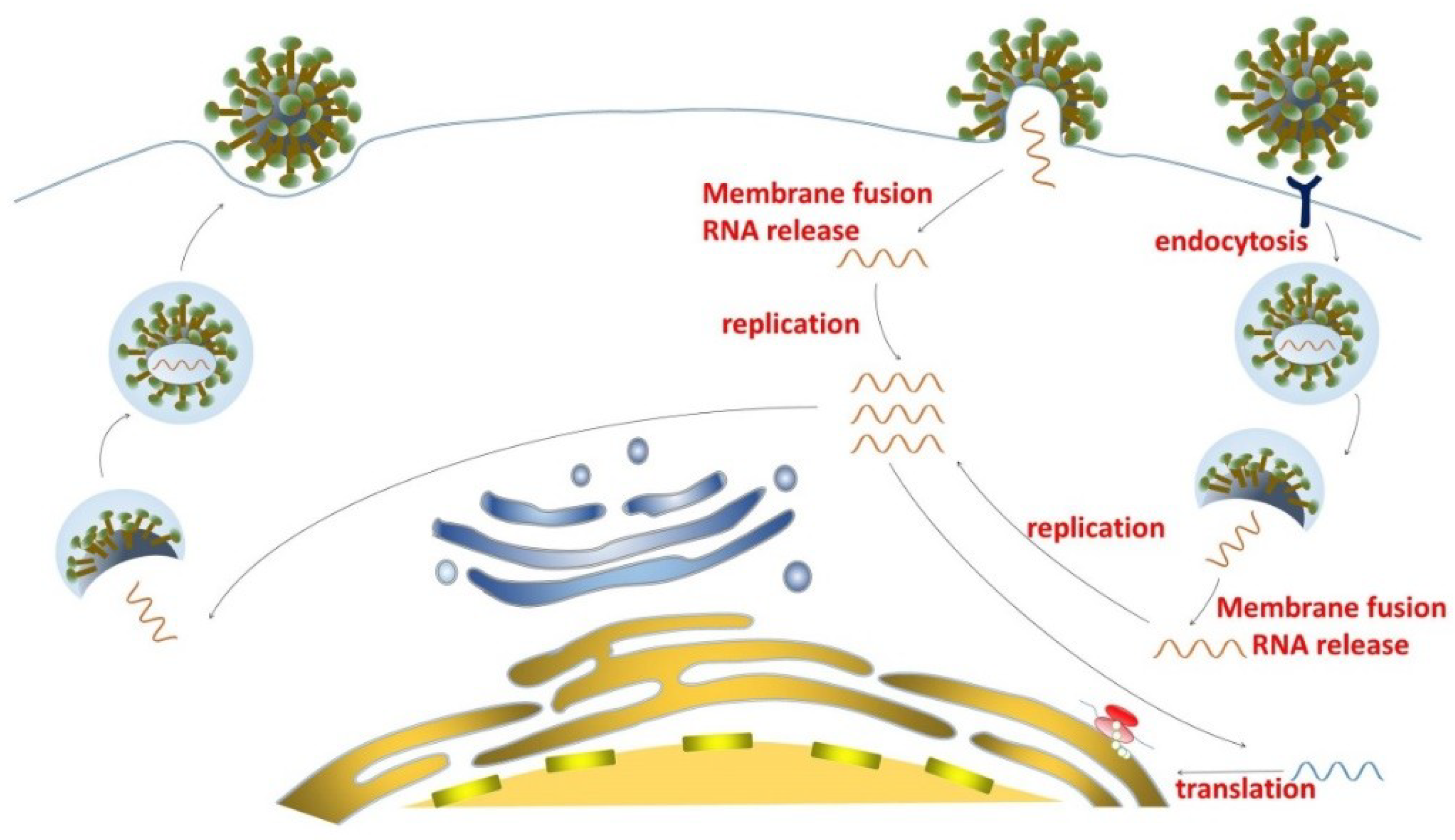 Viruses 10 00721 g002