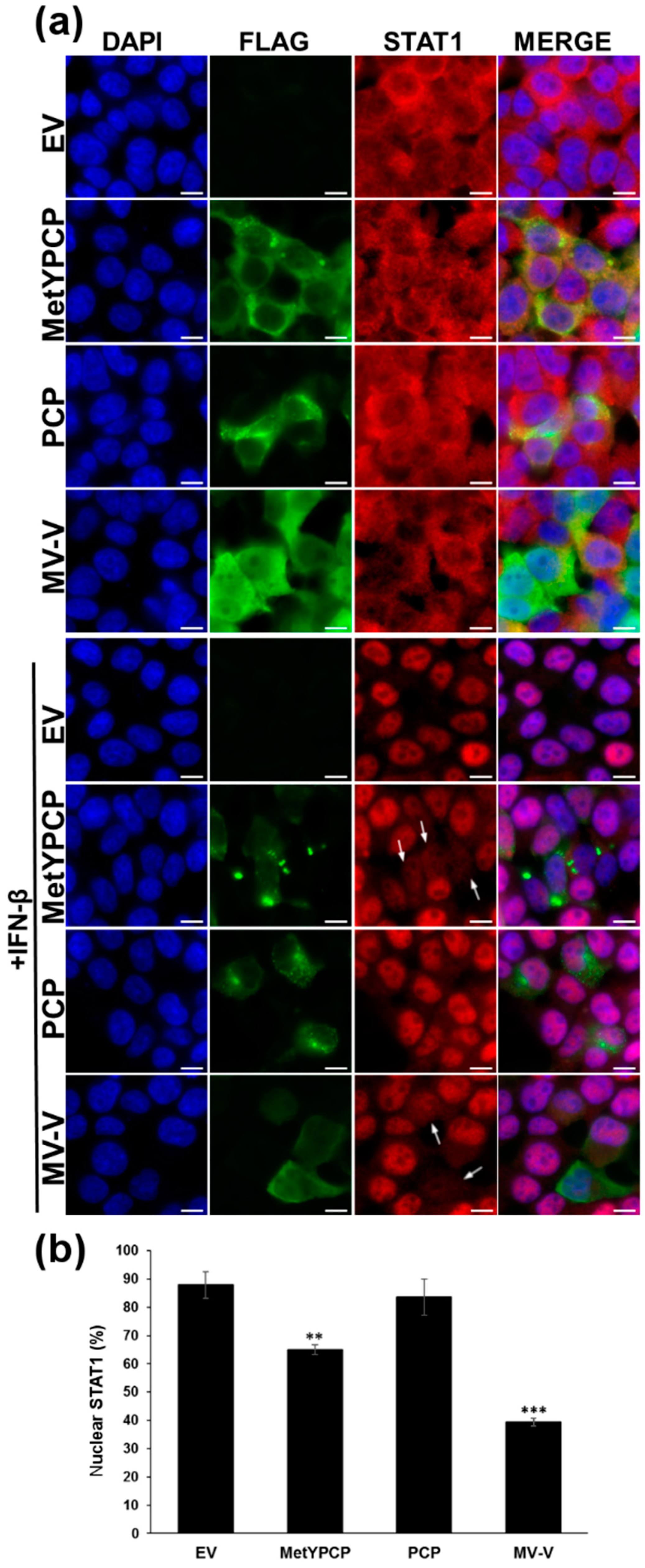 Viruses 10 00726 g003 Viruses 10 00726 g003