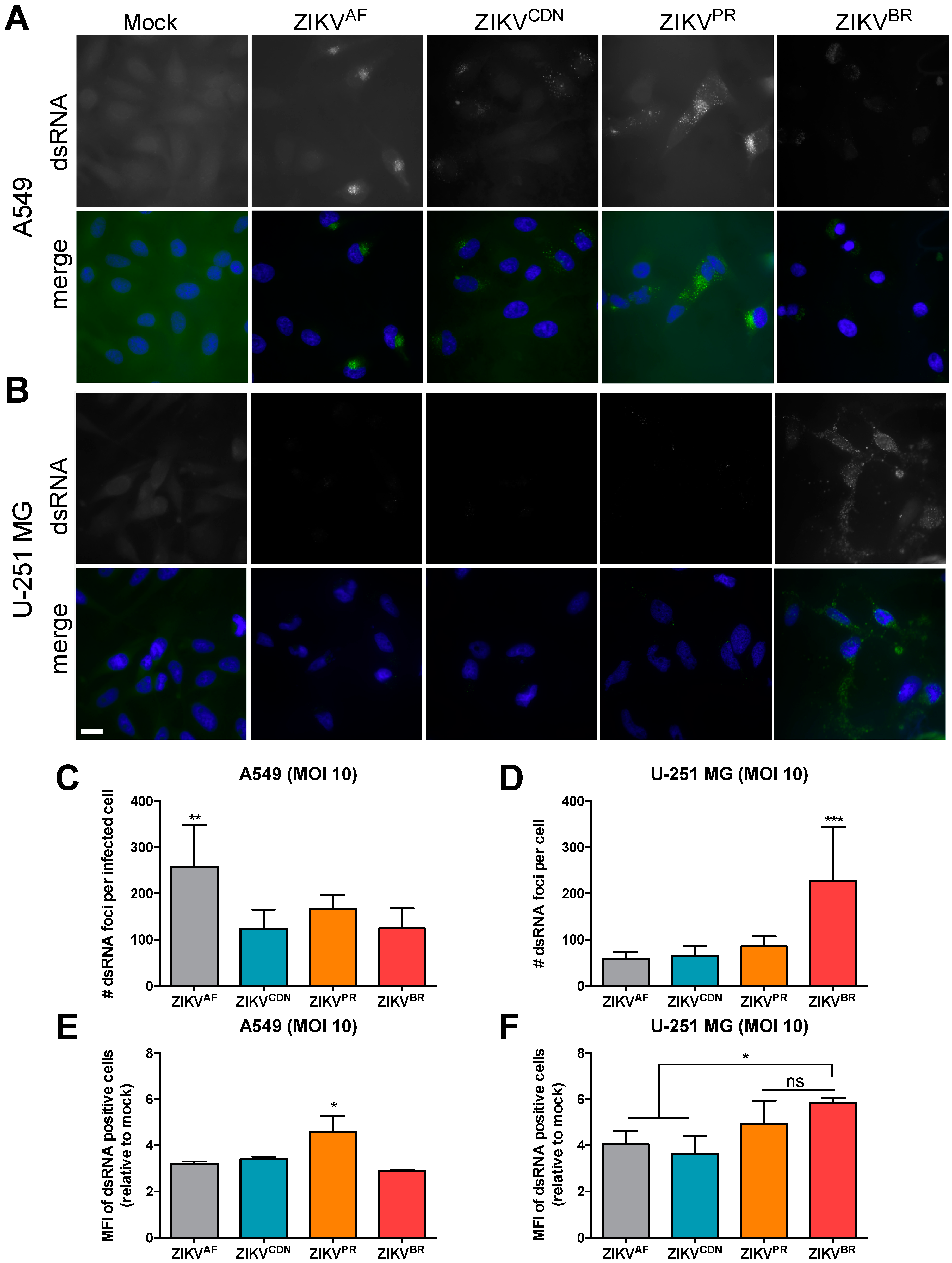 Viruses 10 00728 g004