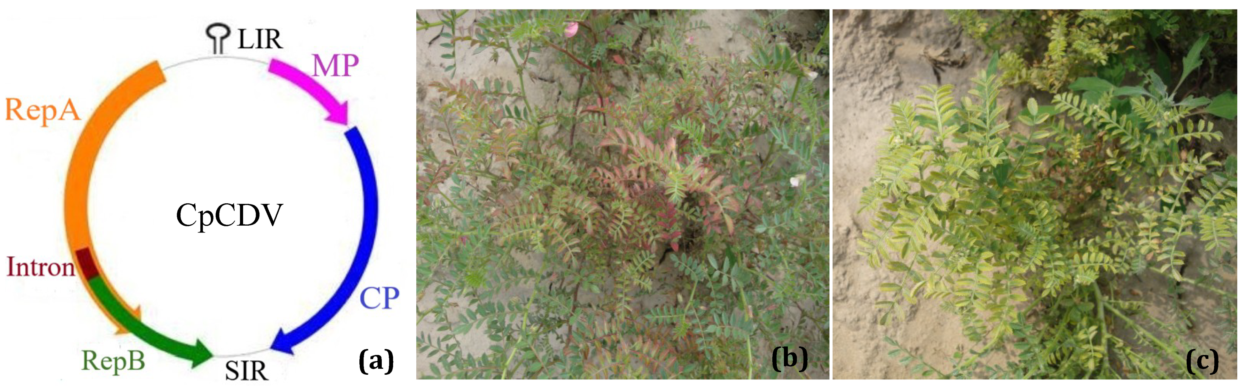 Viruses 11 00005 g001