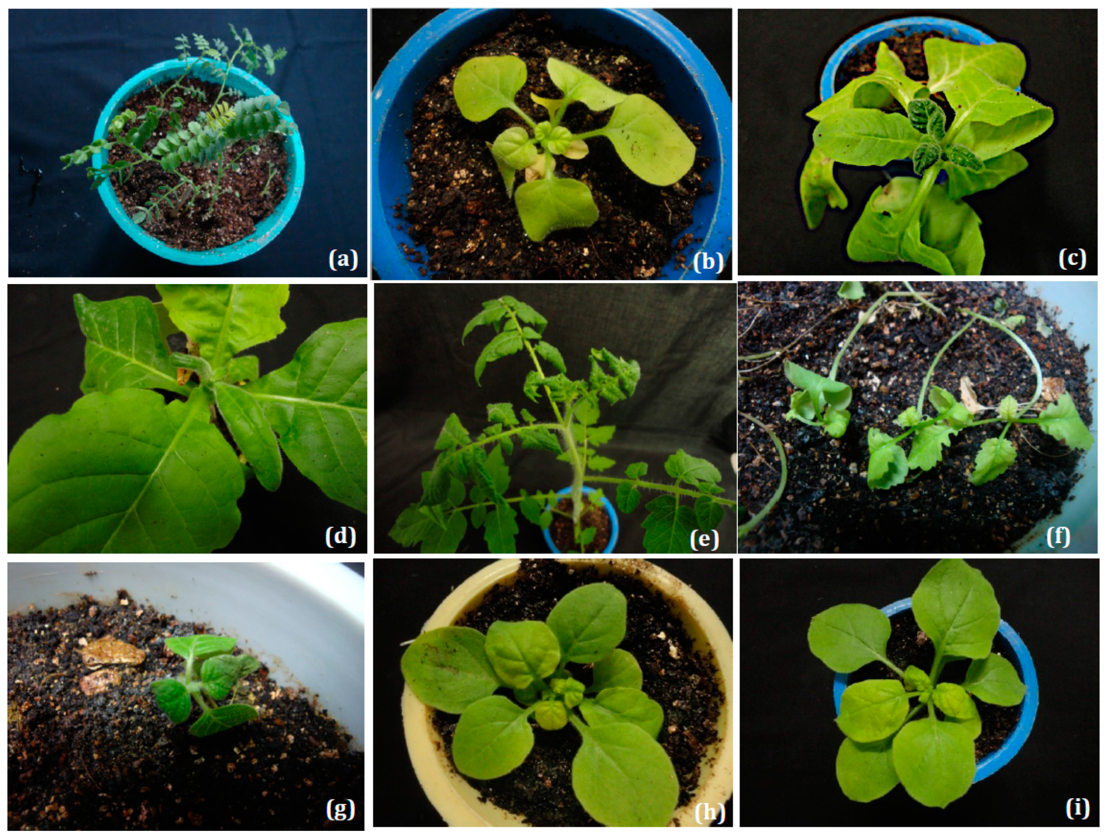 Viruses 11 00005 g003