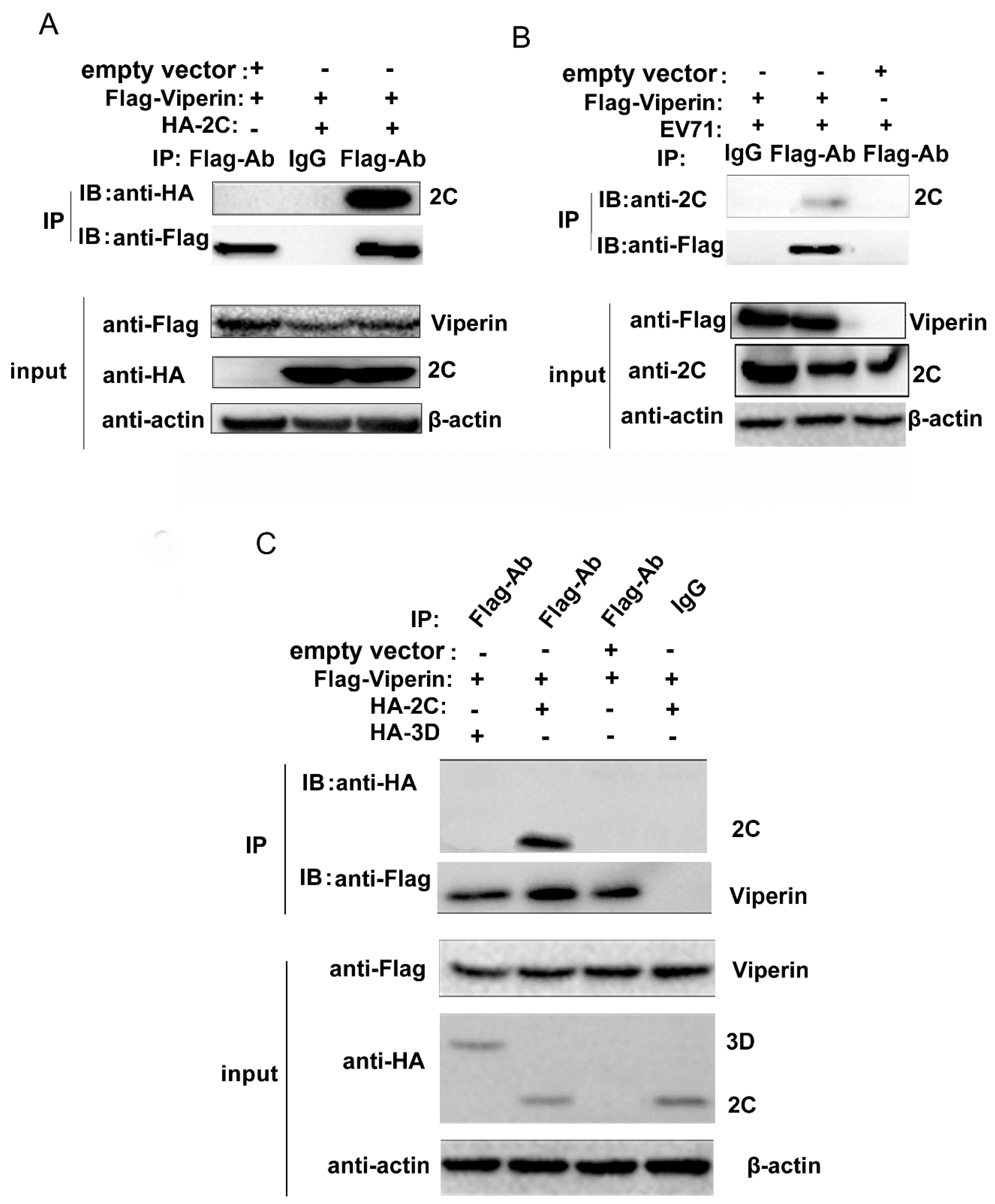 Viruses 11 00013 g005