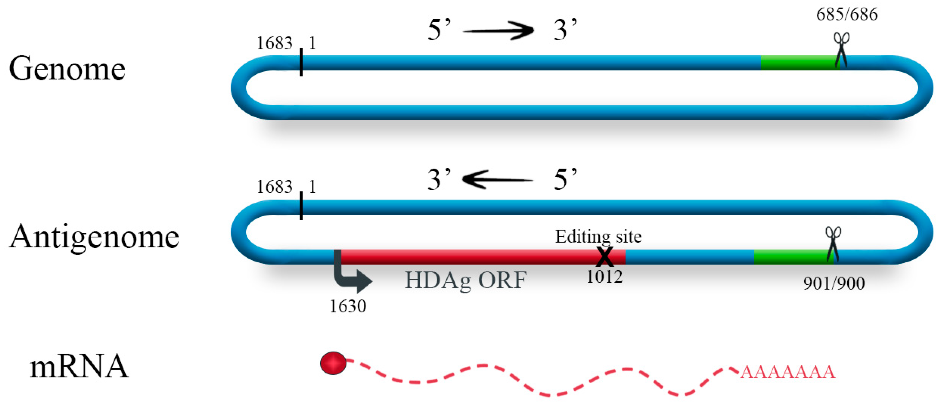 Viruses 11 00021 g001 Viruses 11 00021 g001