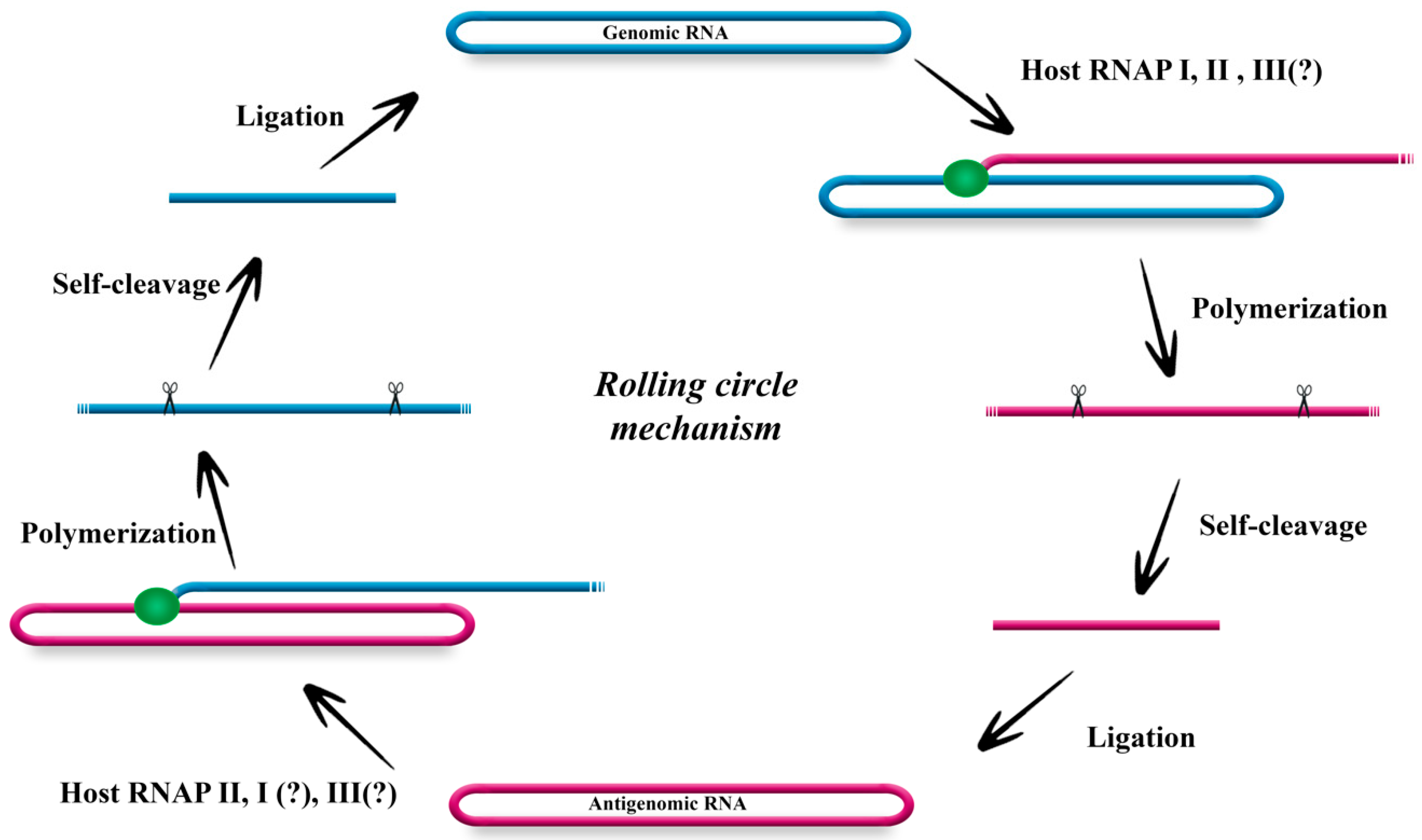 Viruses 11 00021 g002 Viruses 11 00021 g002