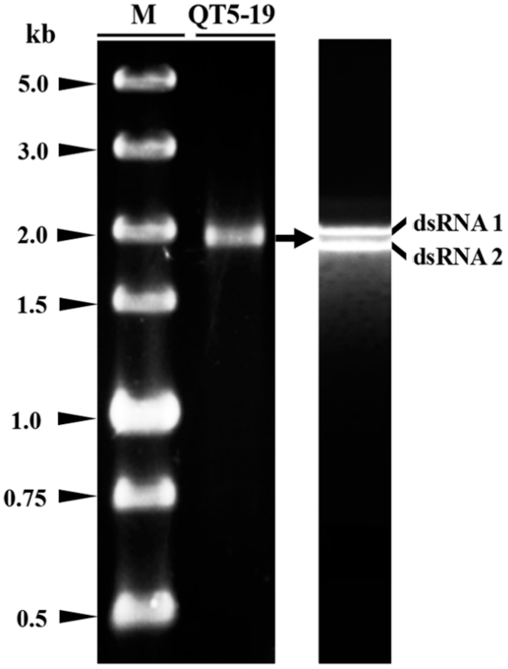 Viruses 11 00024 g003