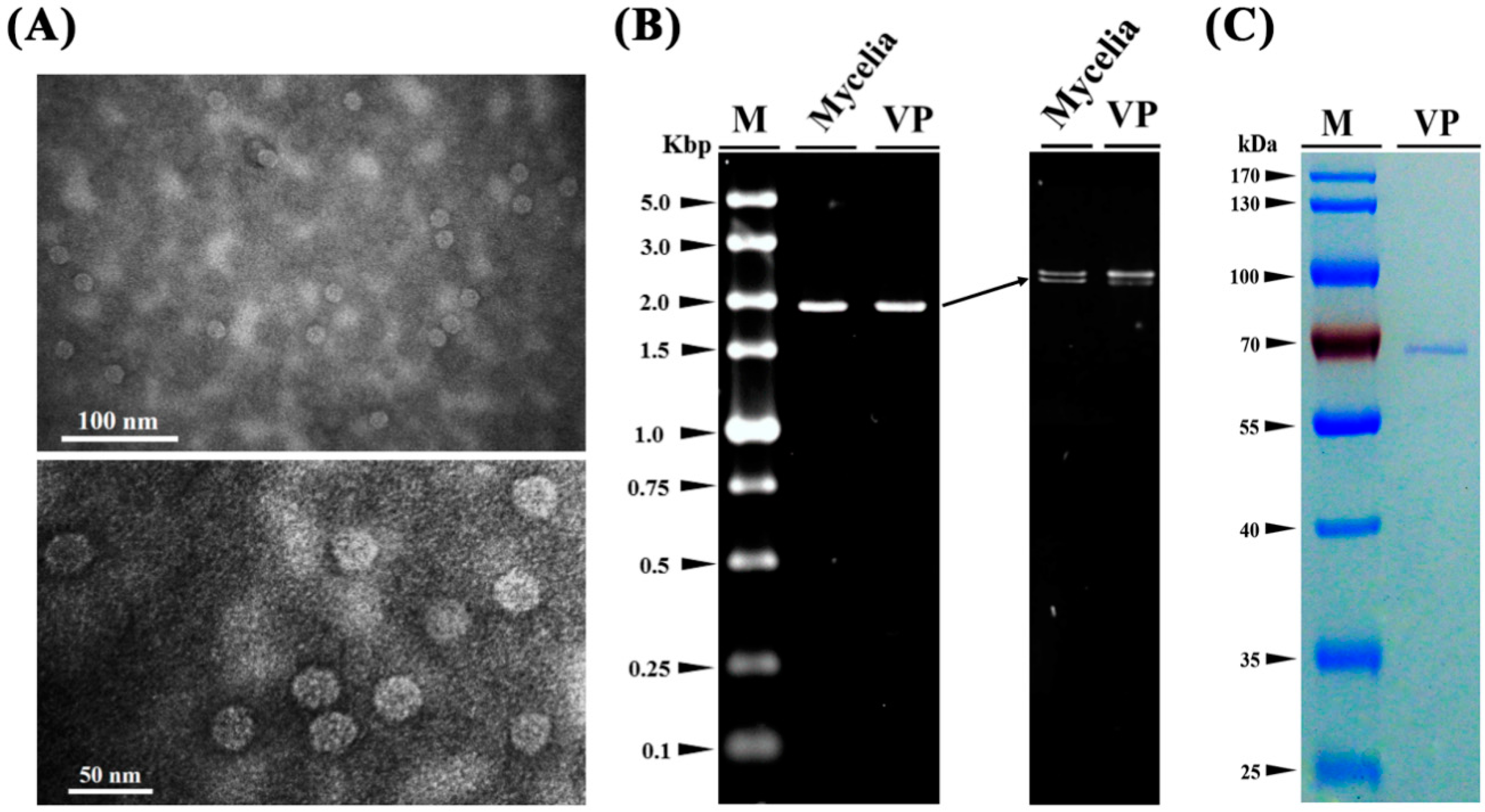 Viruses 11 00024 g004