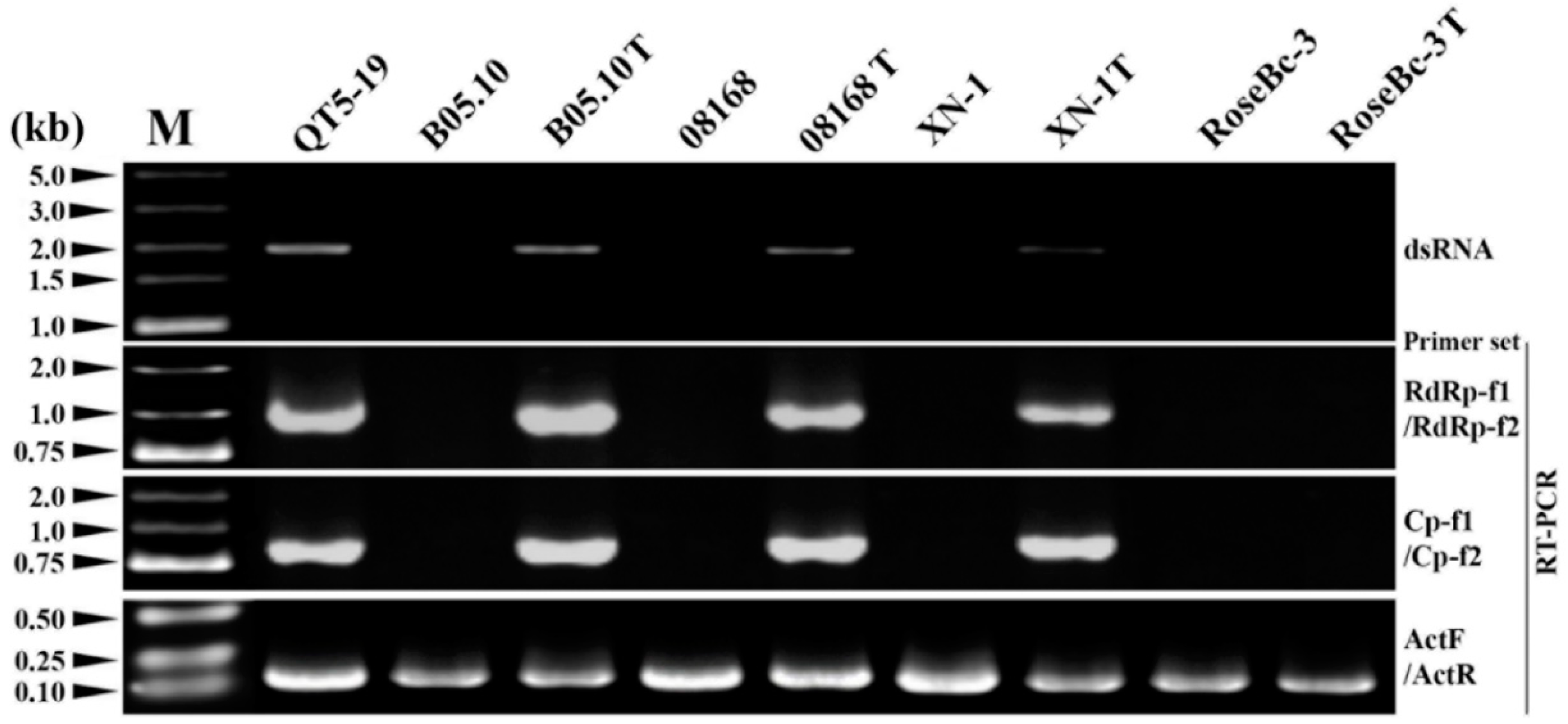 Viruses 11 00024 g009