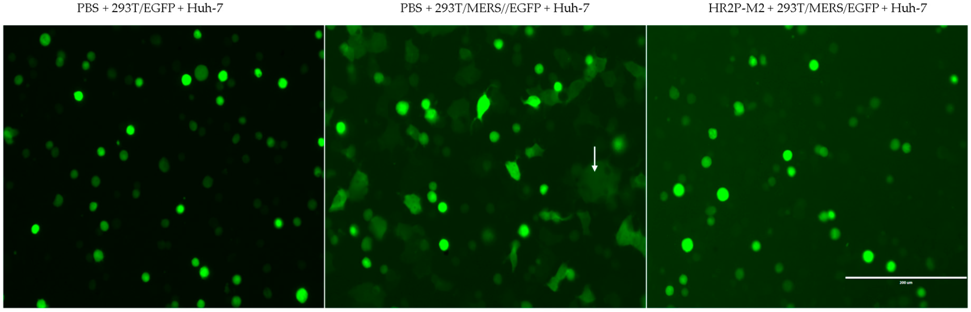 Viruses 11 00031 g001