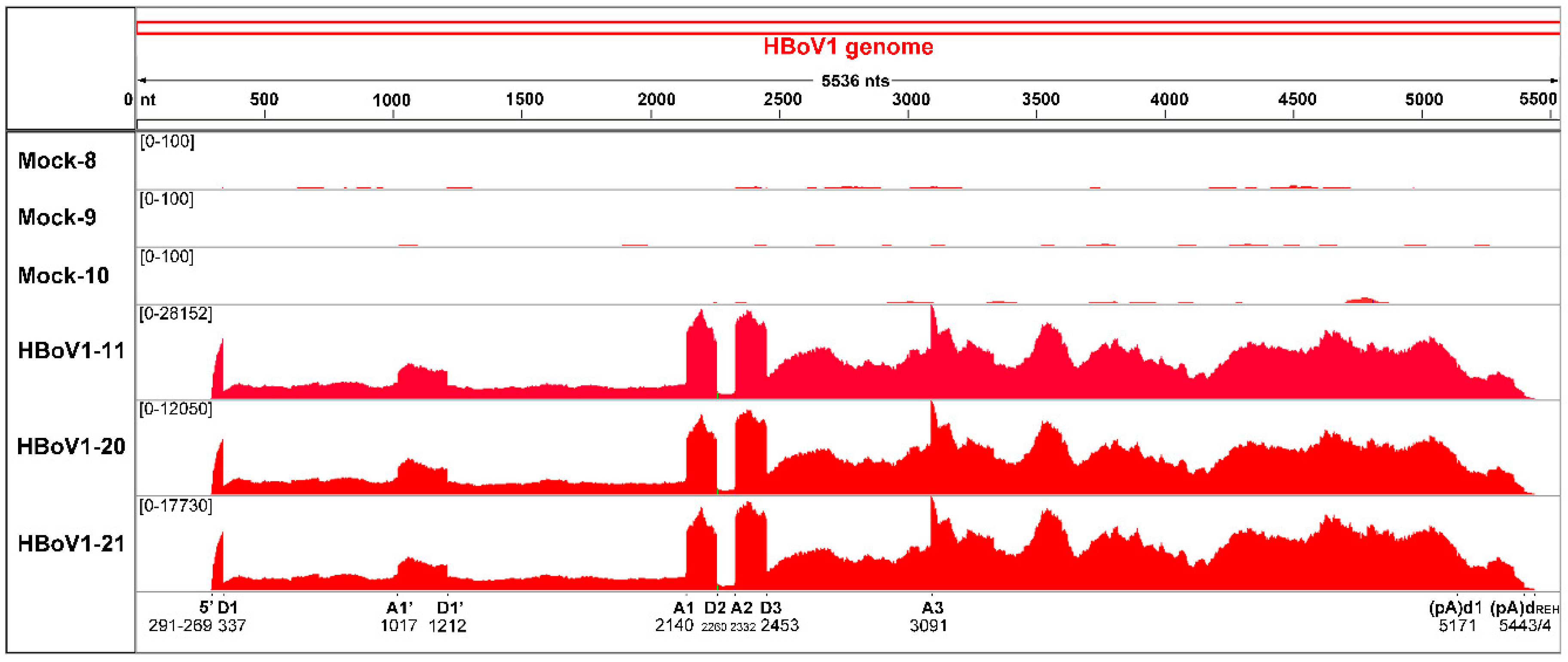 Viruses 11 00033 g003