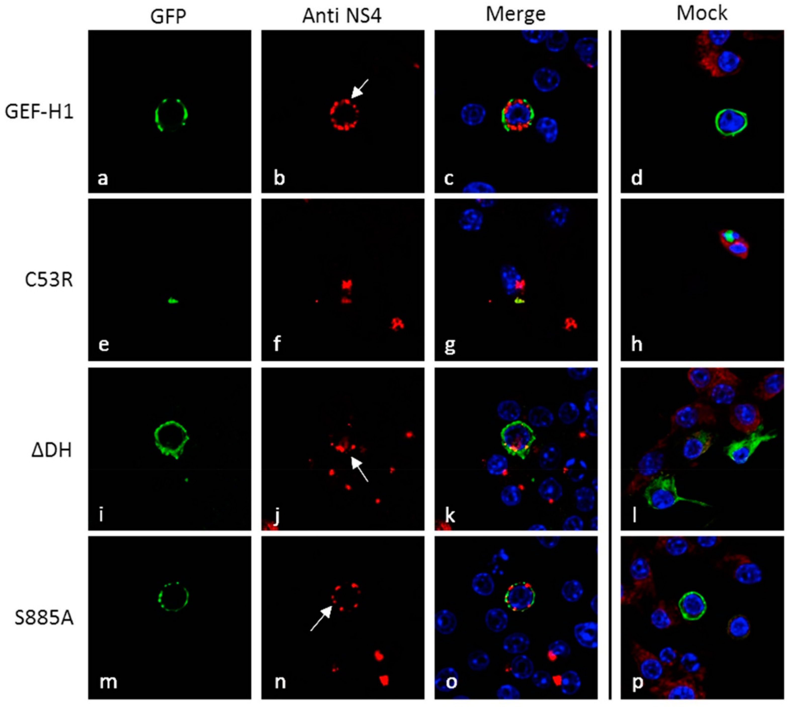 Viruses 11 00047 g002