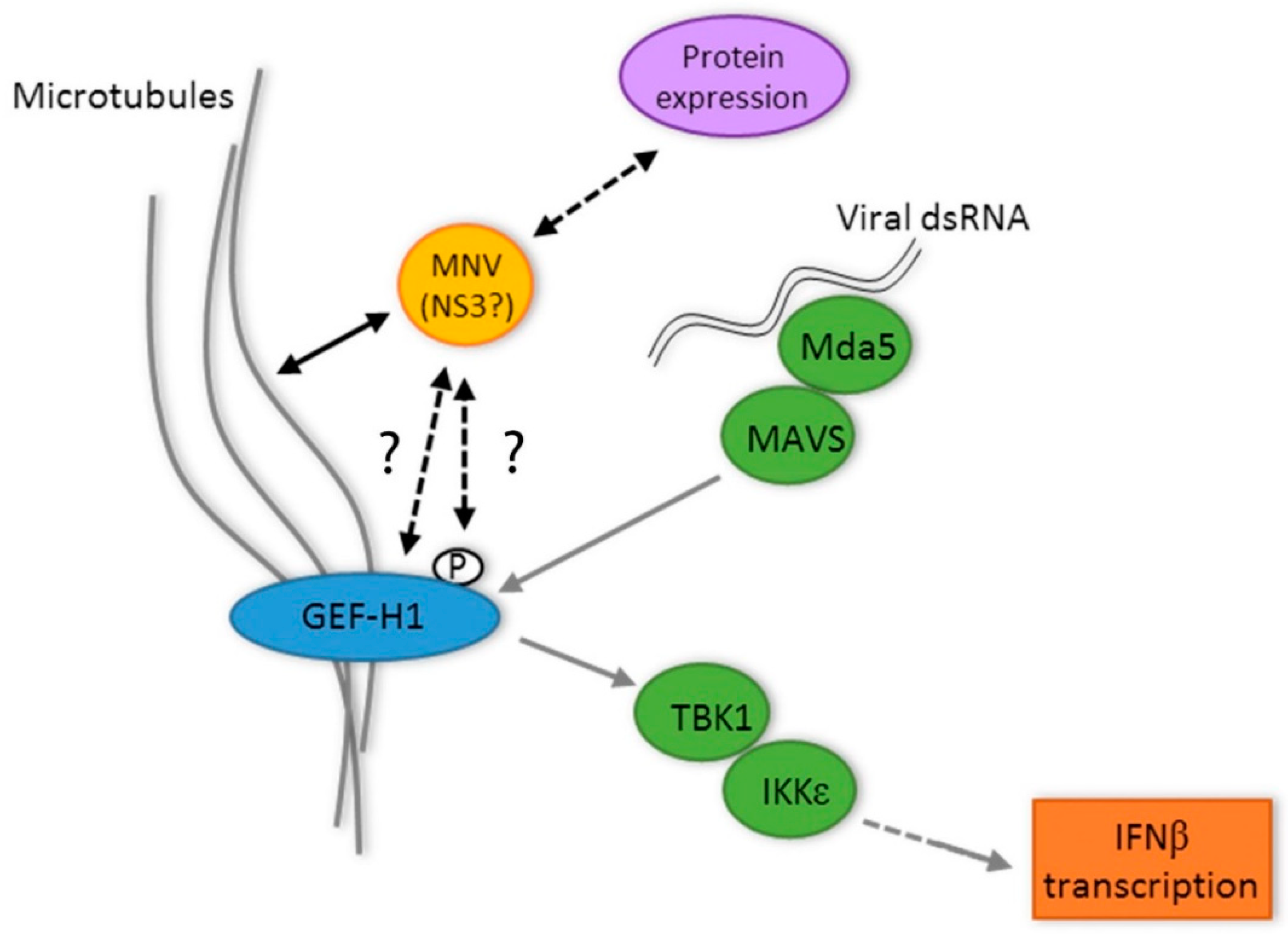 Viruses 11 00047 g007
