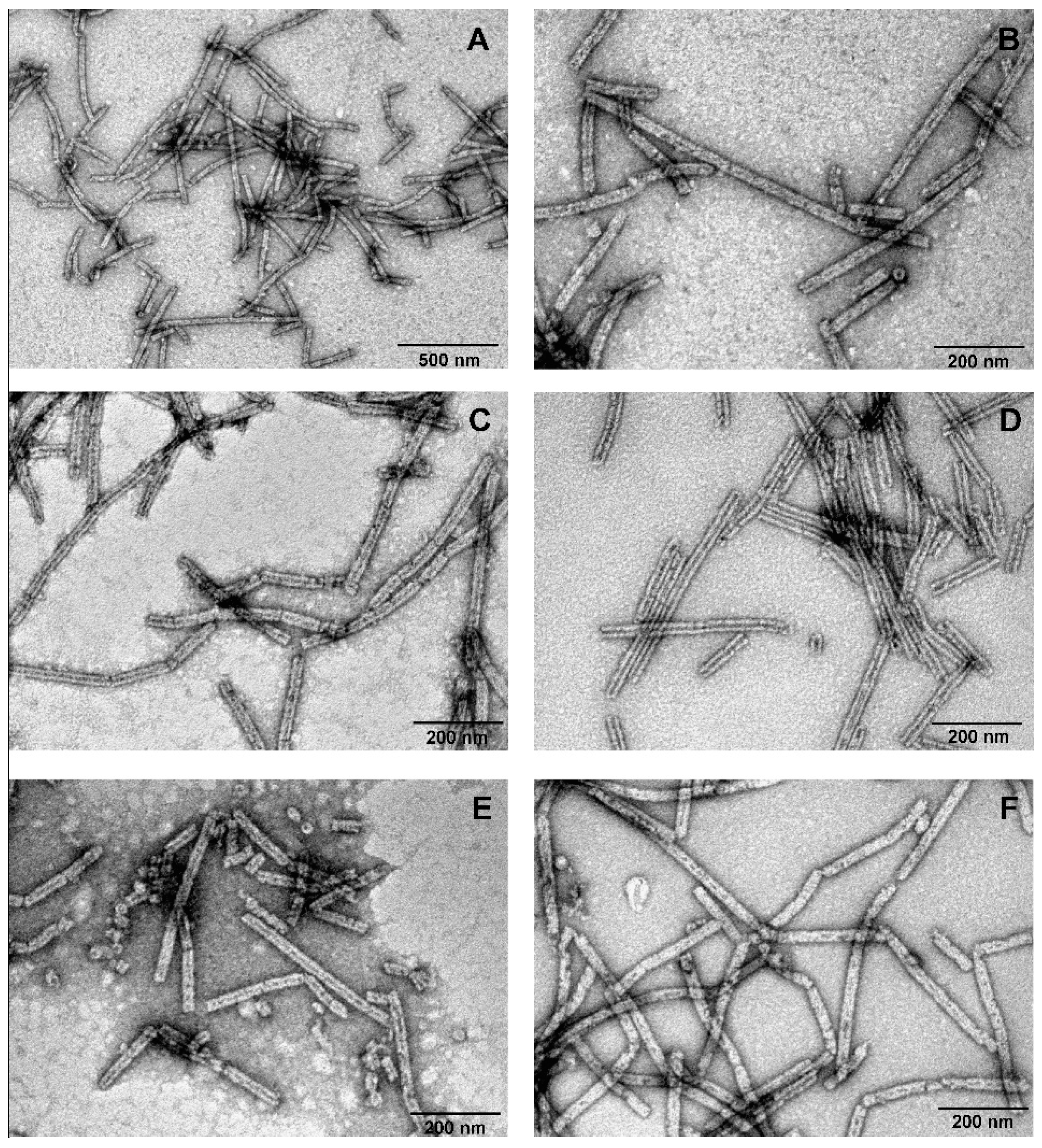 Viruses 11 00050 g004