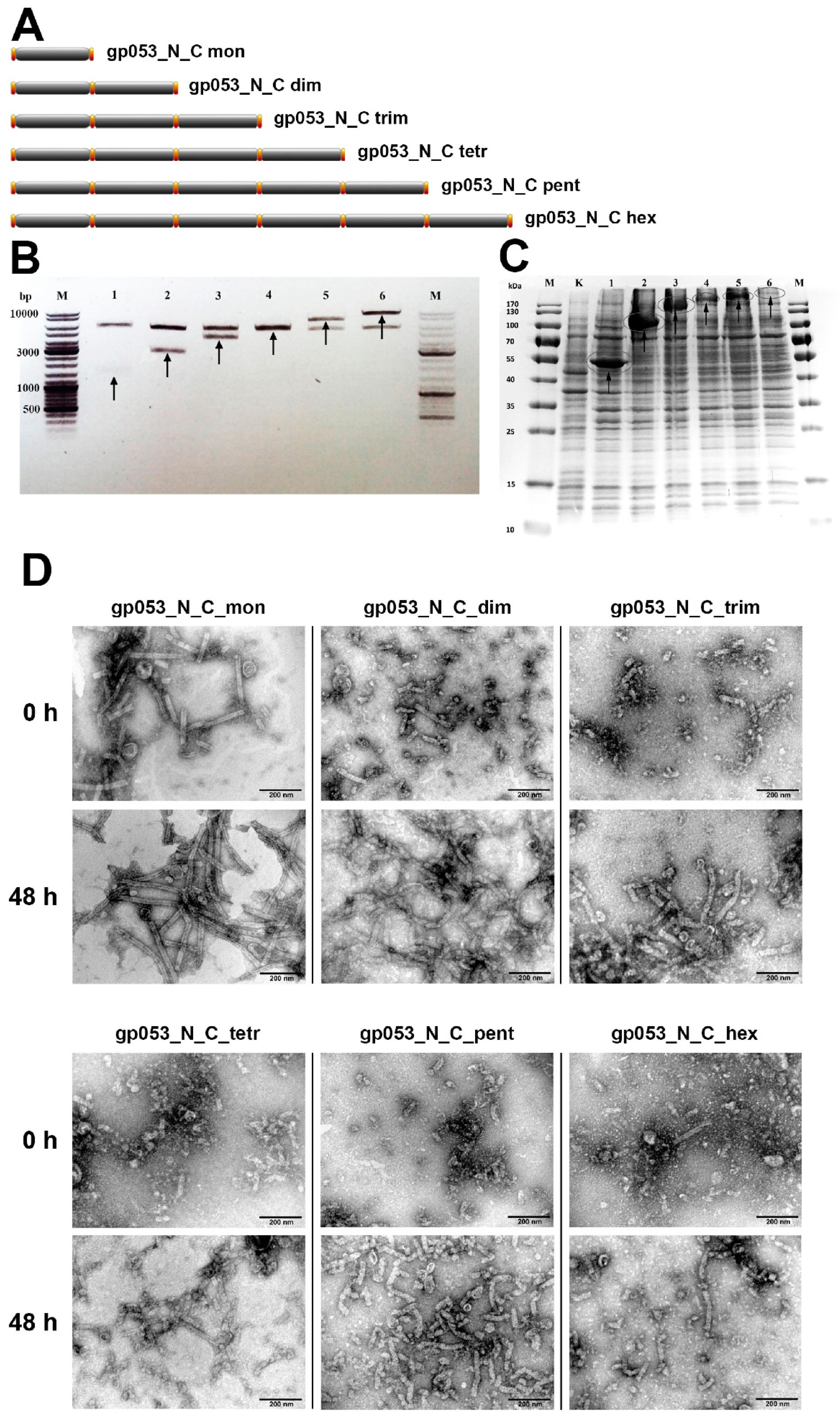 Viruses 11 00050 g008
