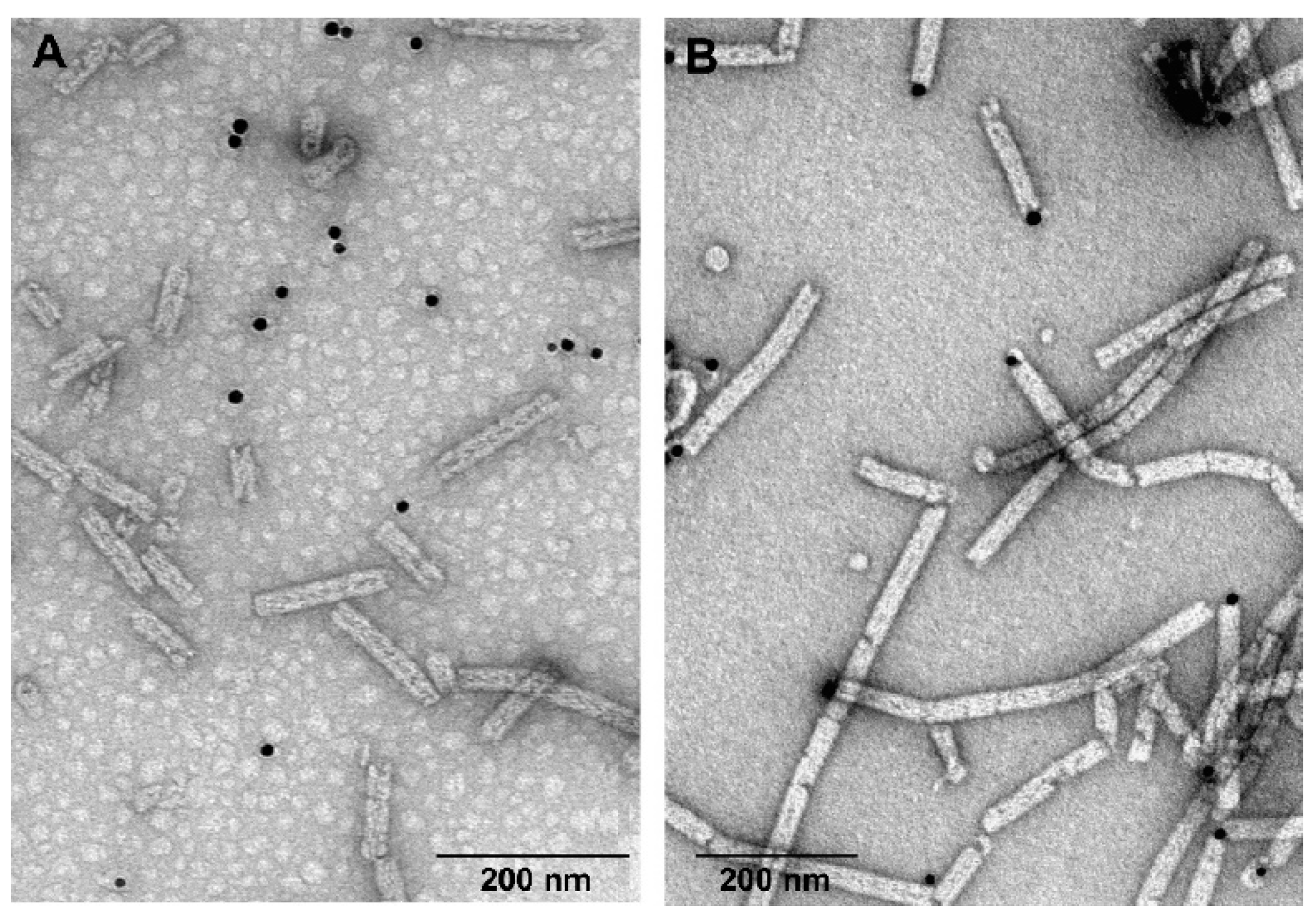 Viruses 11 00050 g009