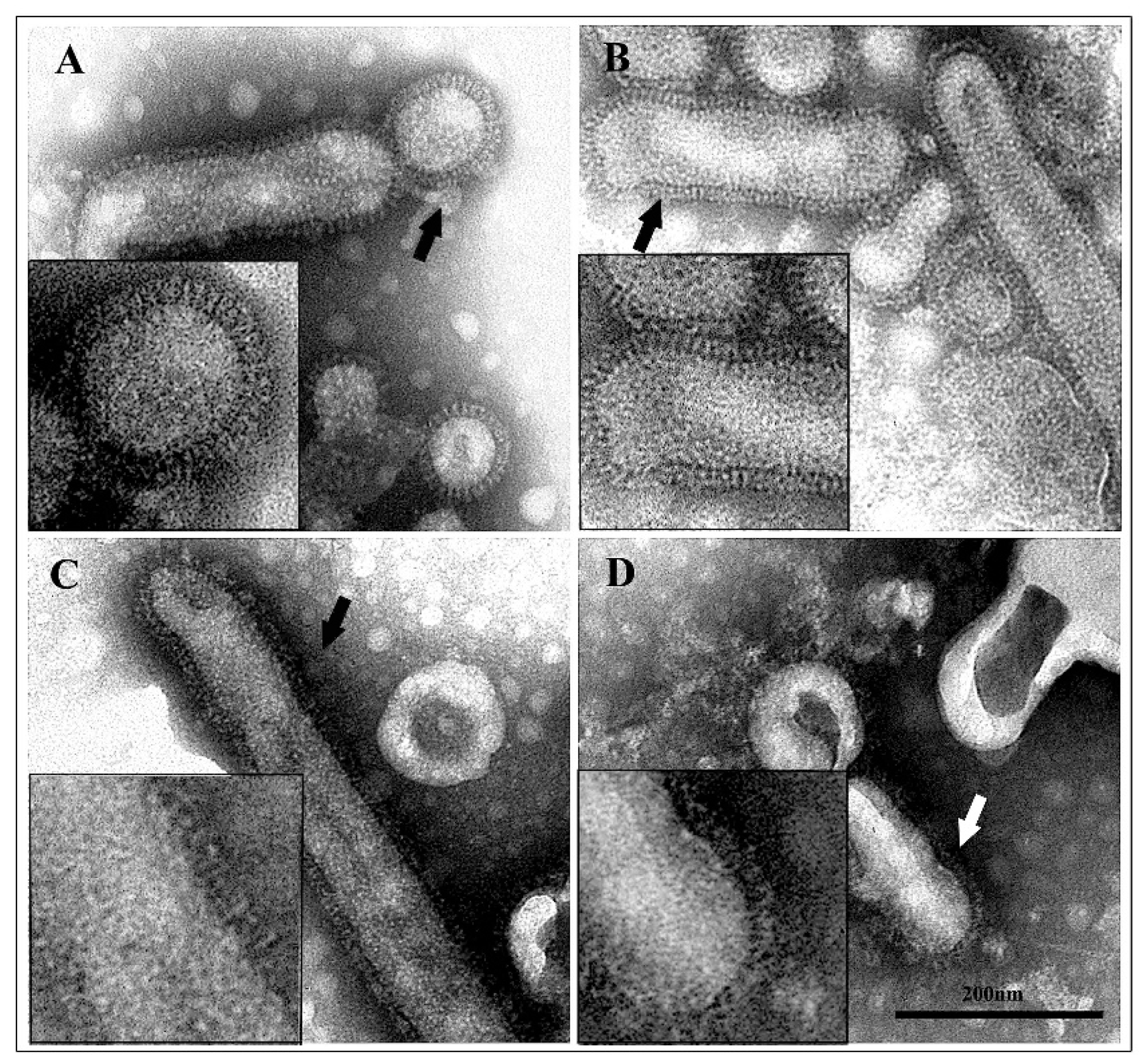 Viruses 11 00051 g005