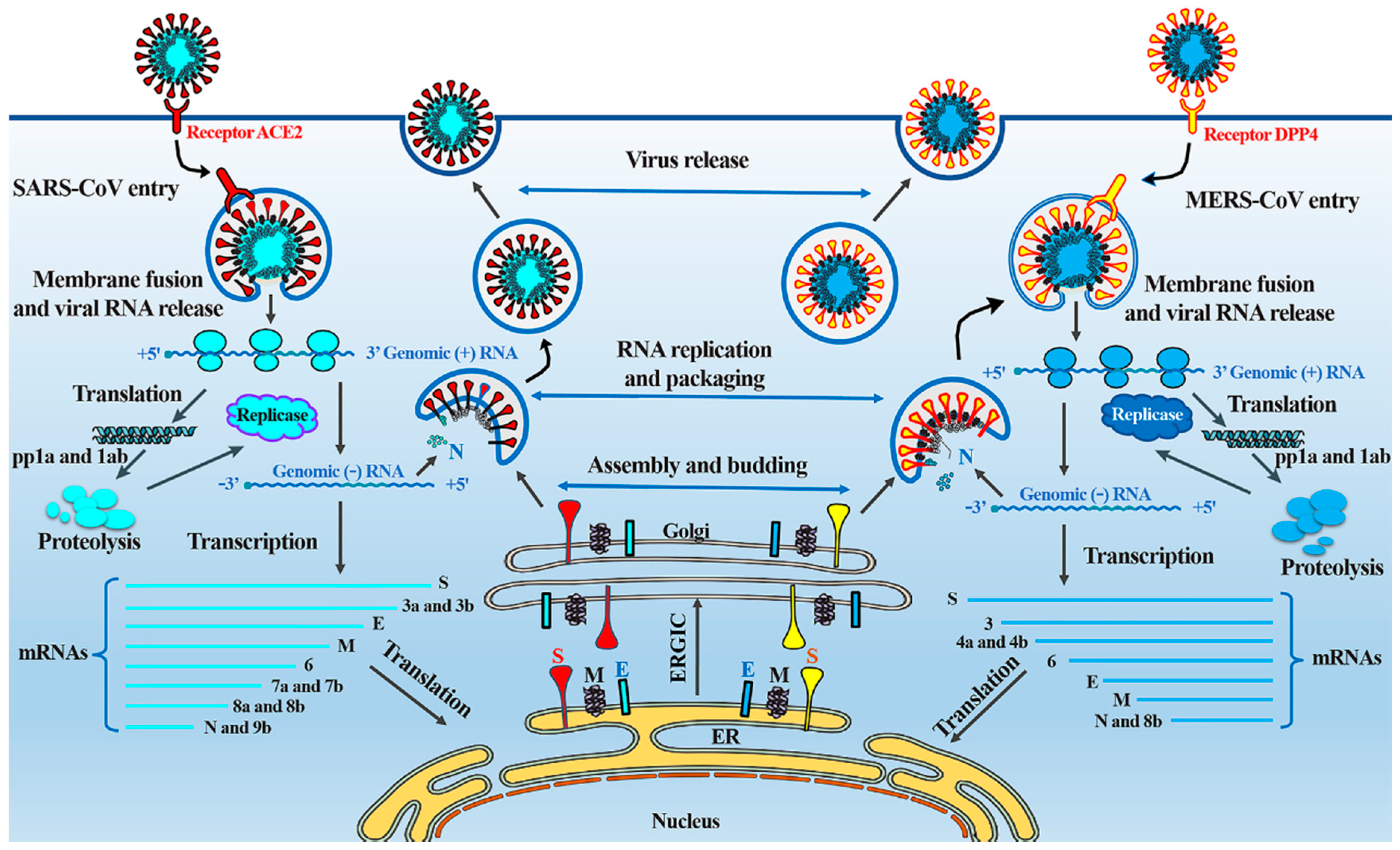 Viruses 11 00059 g002