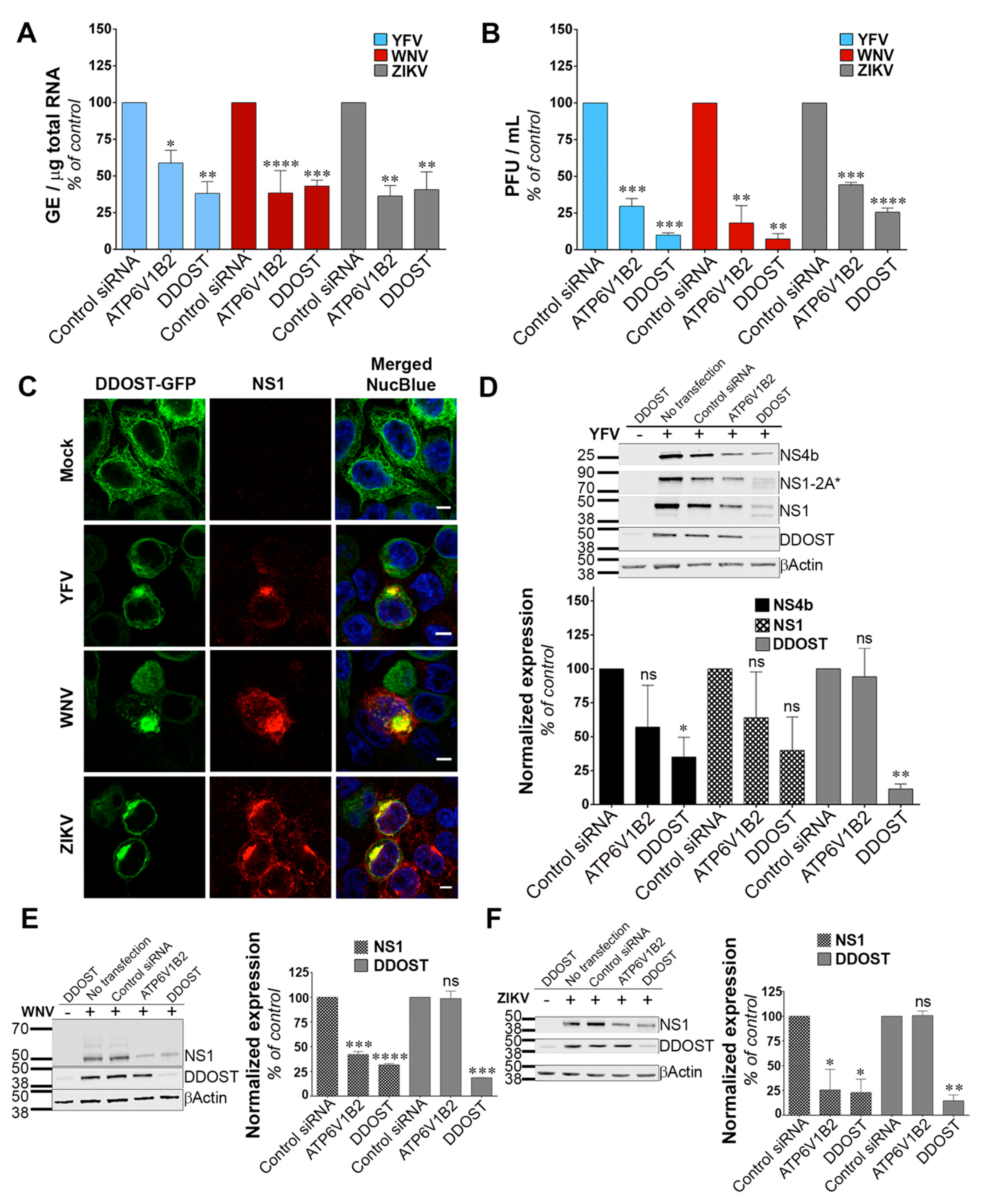 Viruses 11 00068 g003