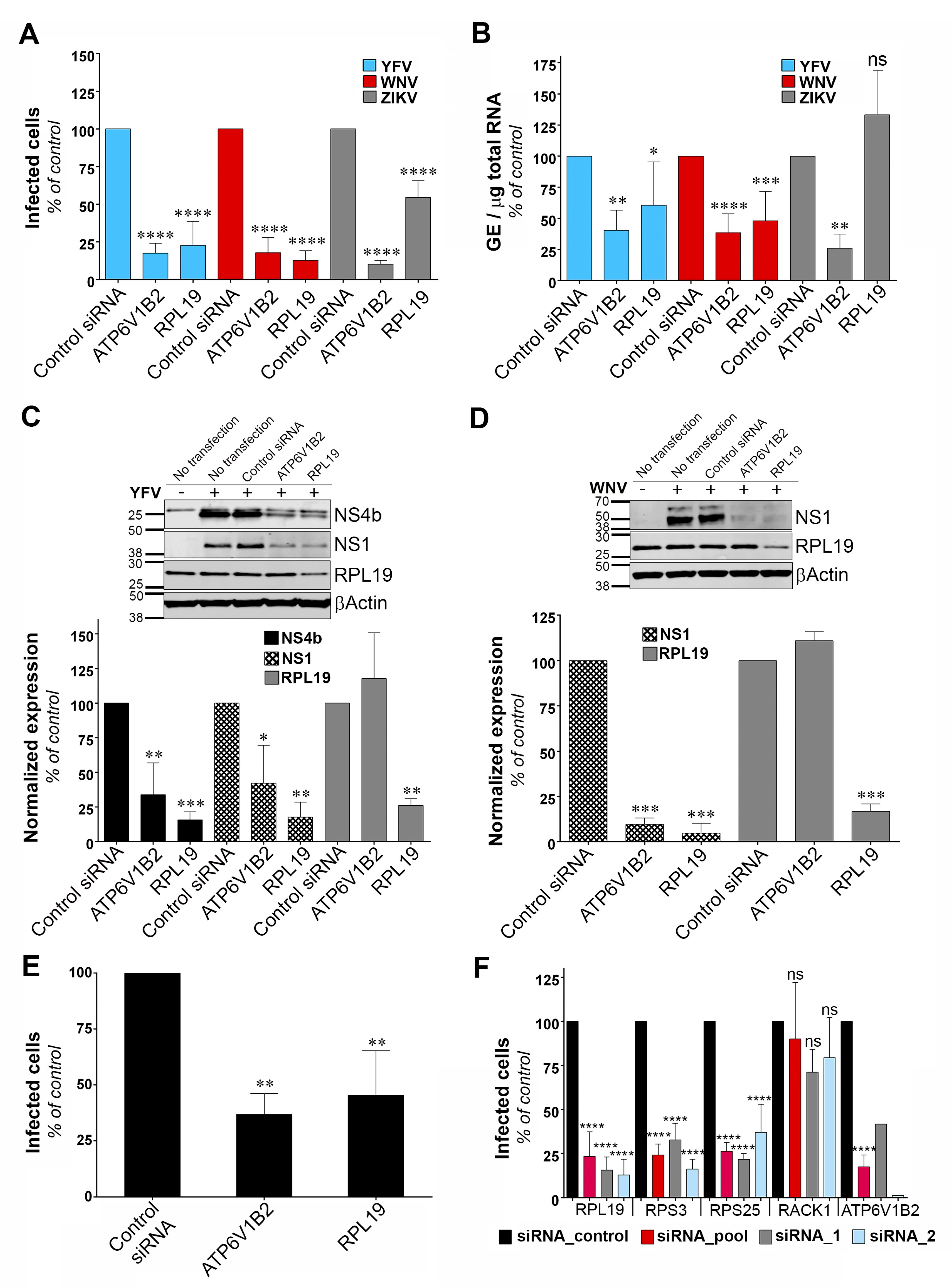 Viruses 11 00068 g004