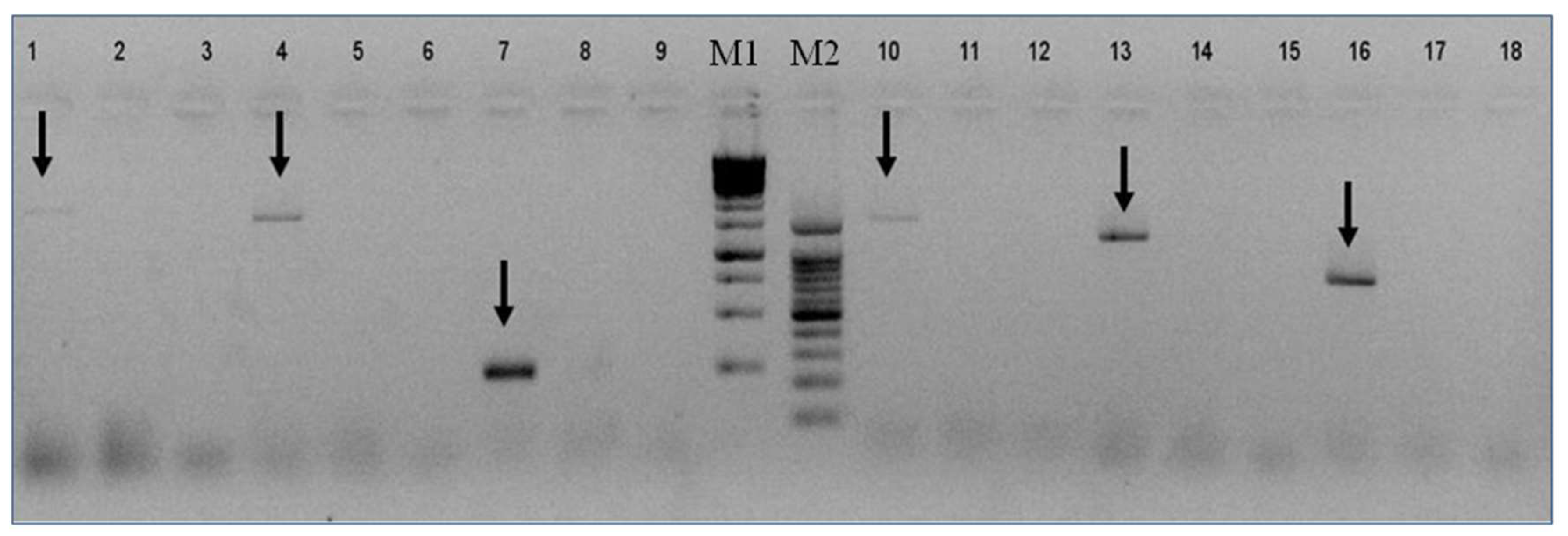 Viruses 11 00094 g003