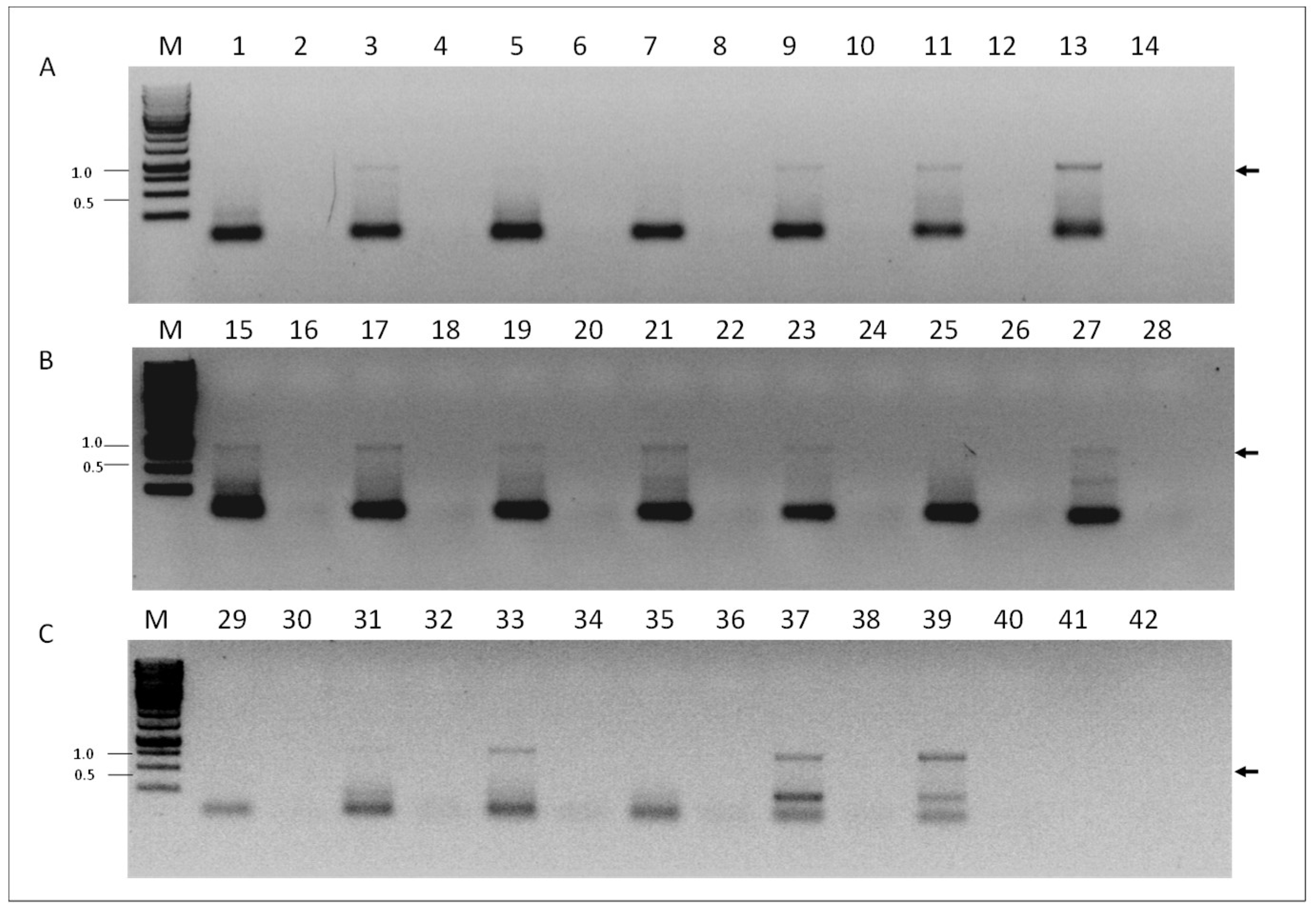 Viruses 11 00094 g004