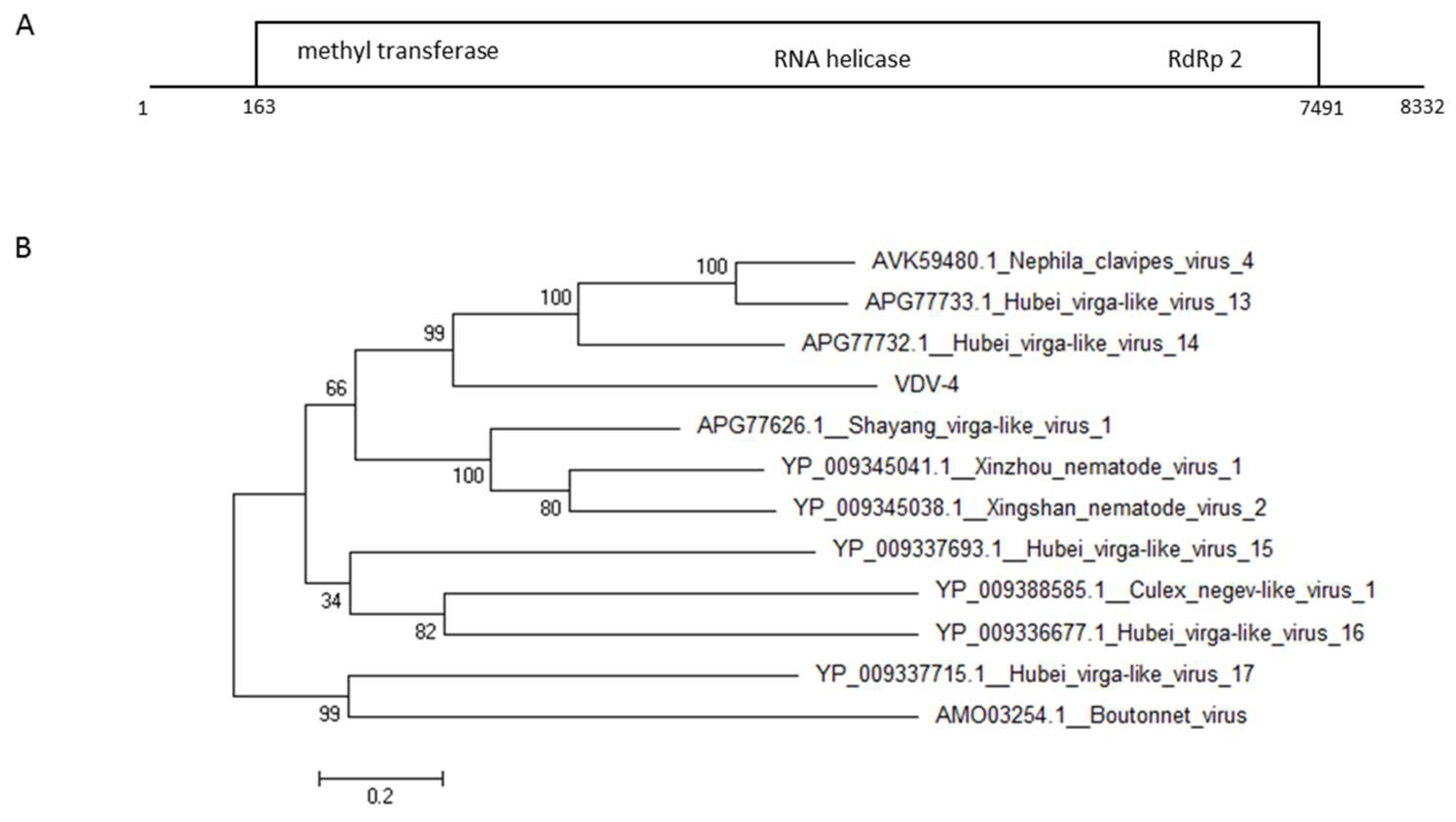 Viruses 11 00094 g005