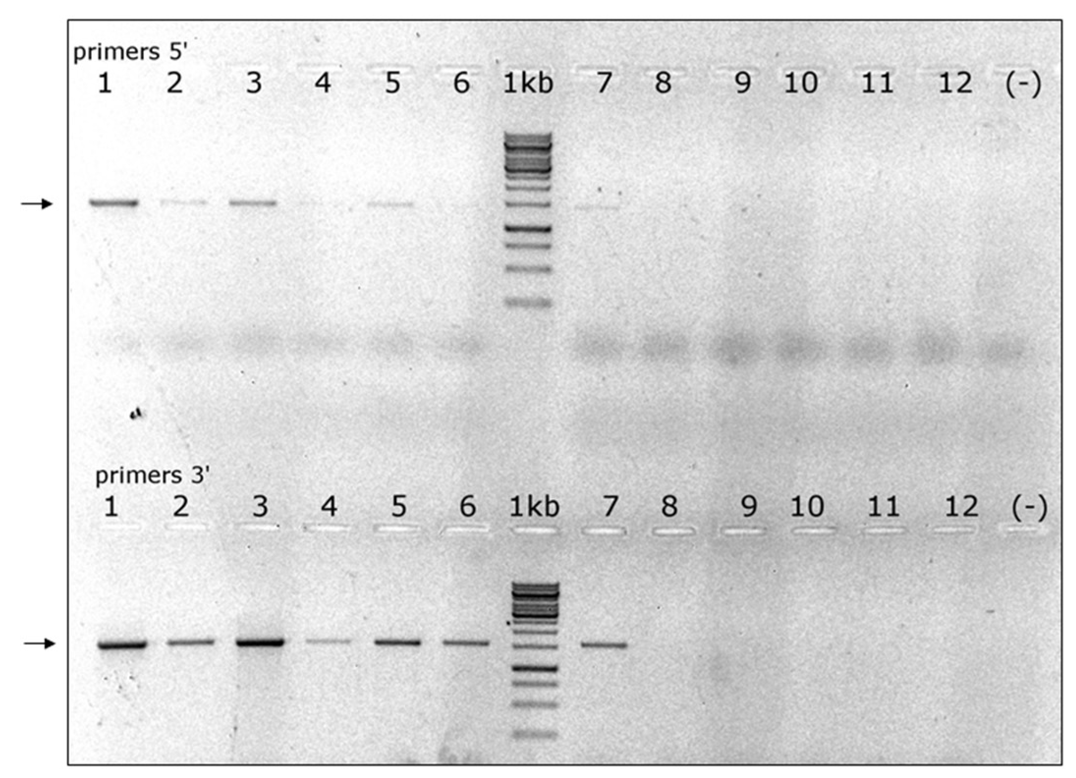Viruses 11 00094 g006