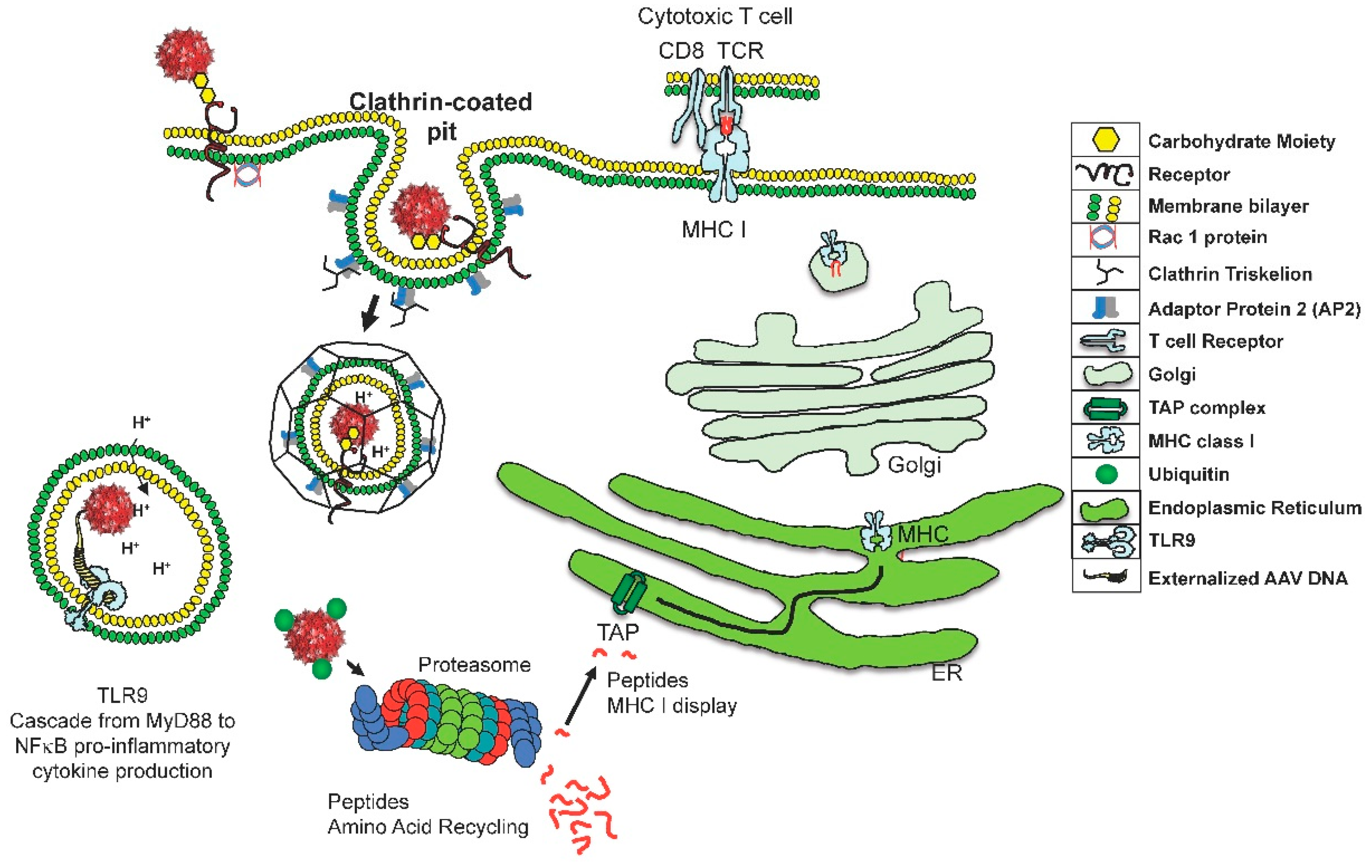 Viruses 11 00102 g001