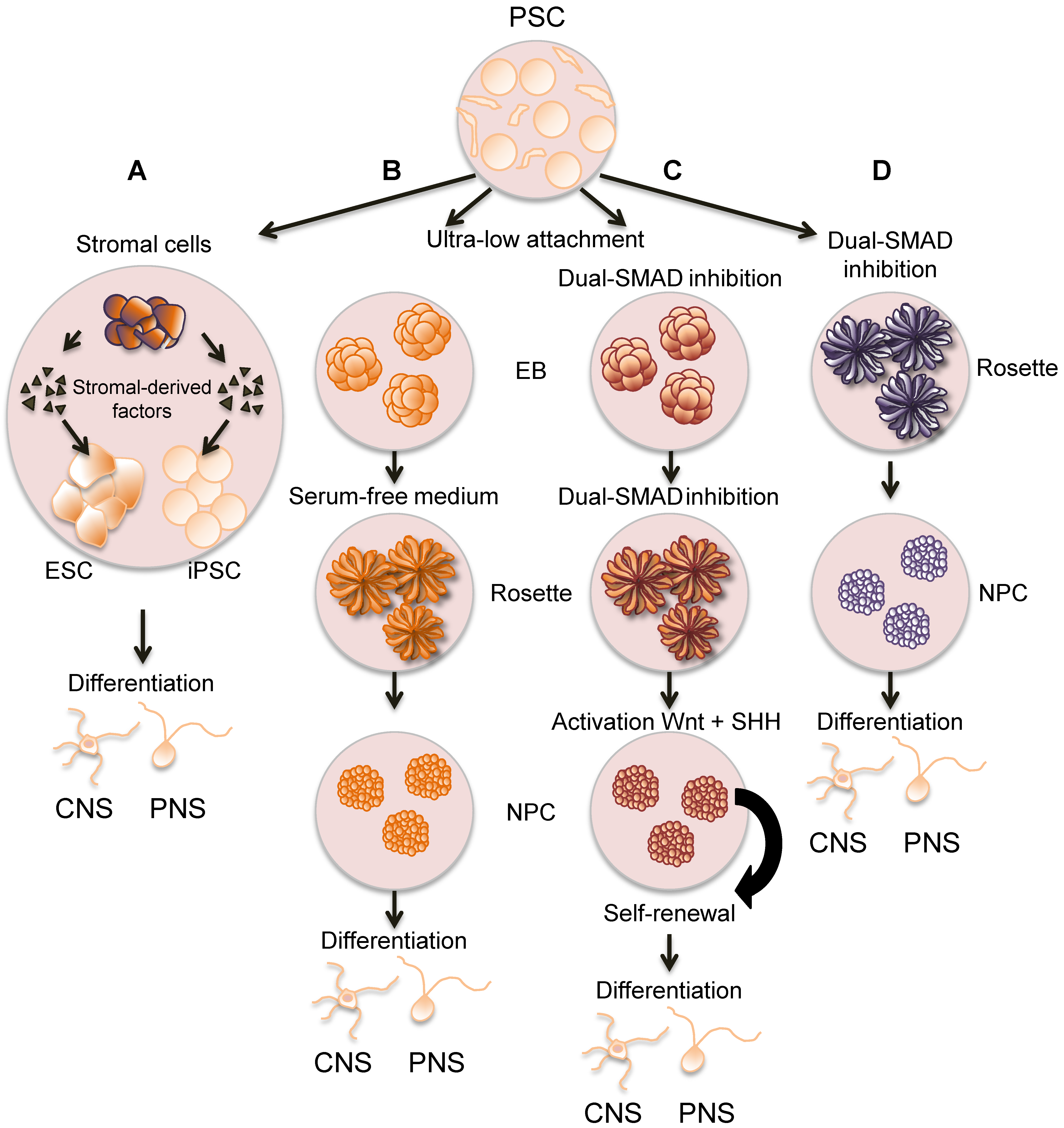 Viruses 11 00103 g001