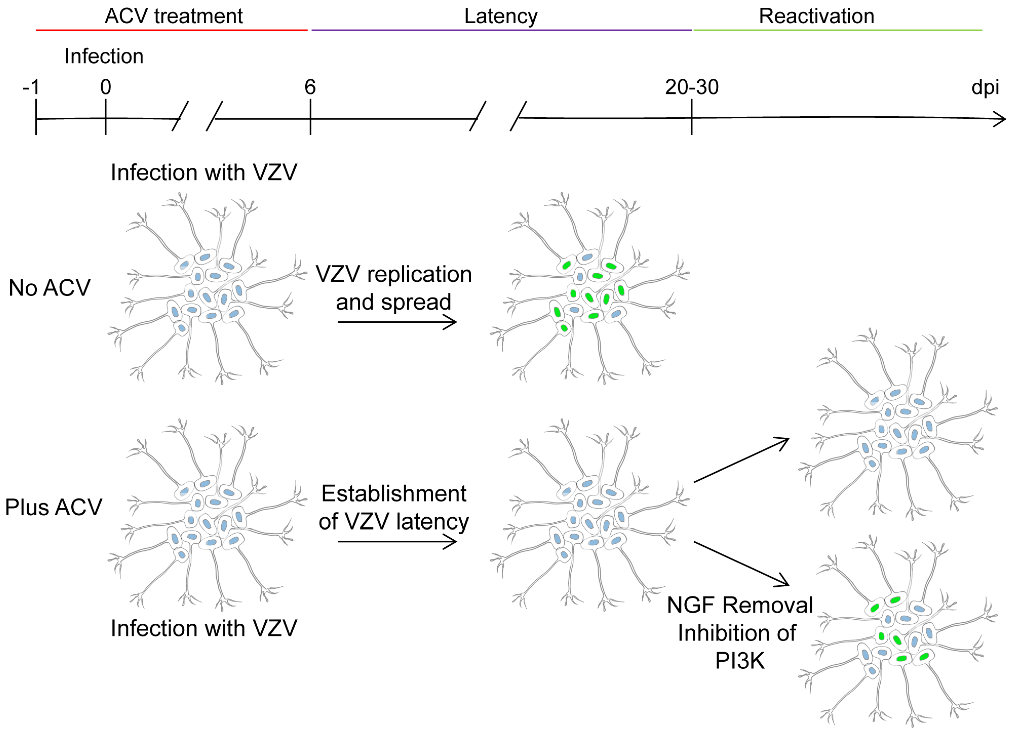 Viruses 11 00103 g002