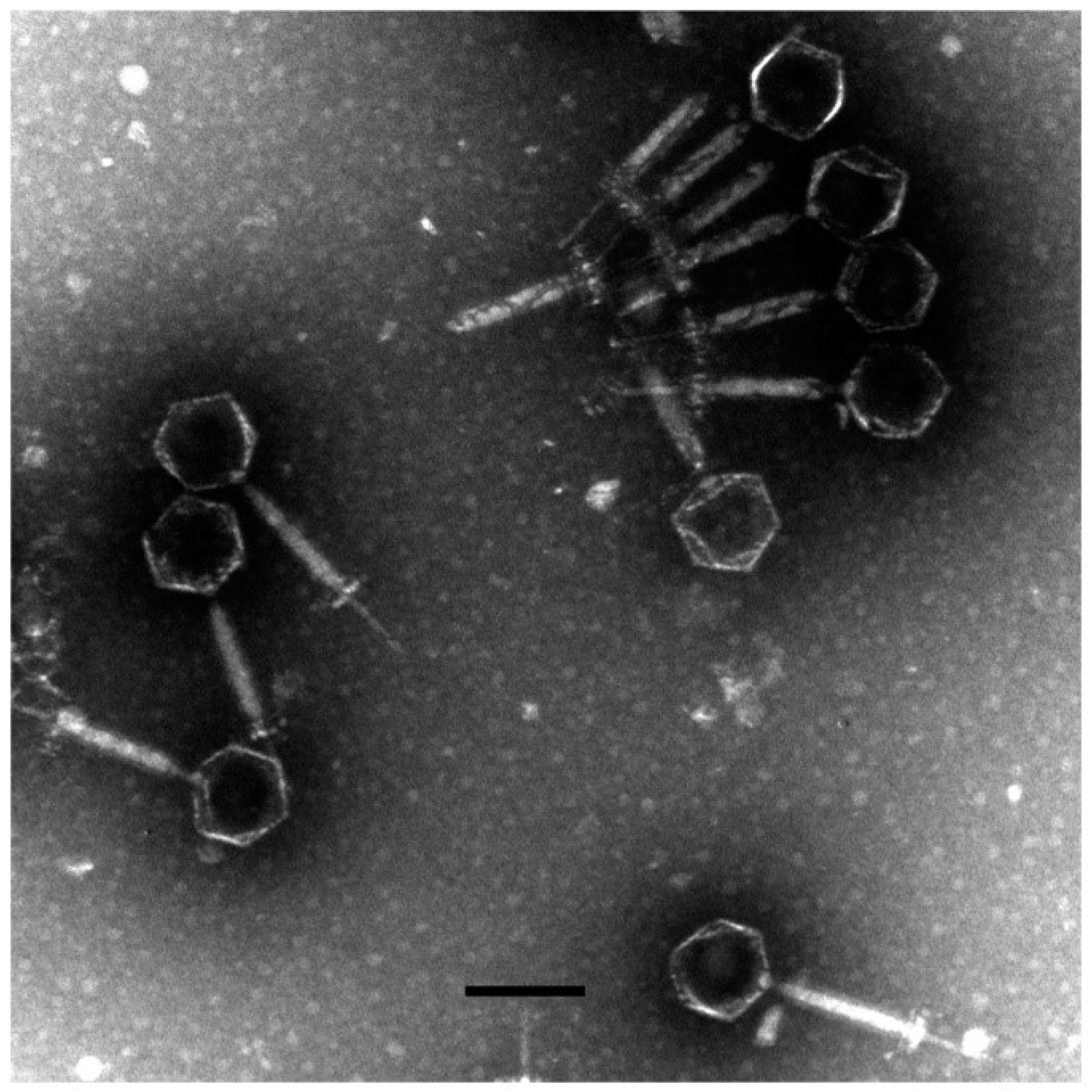 Viruses 11 00104 g001