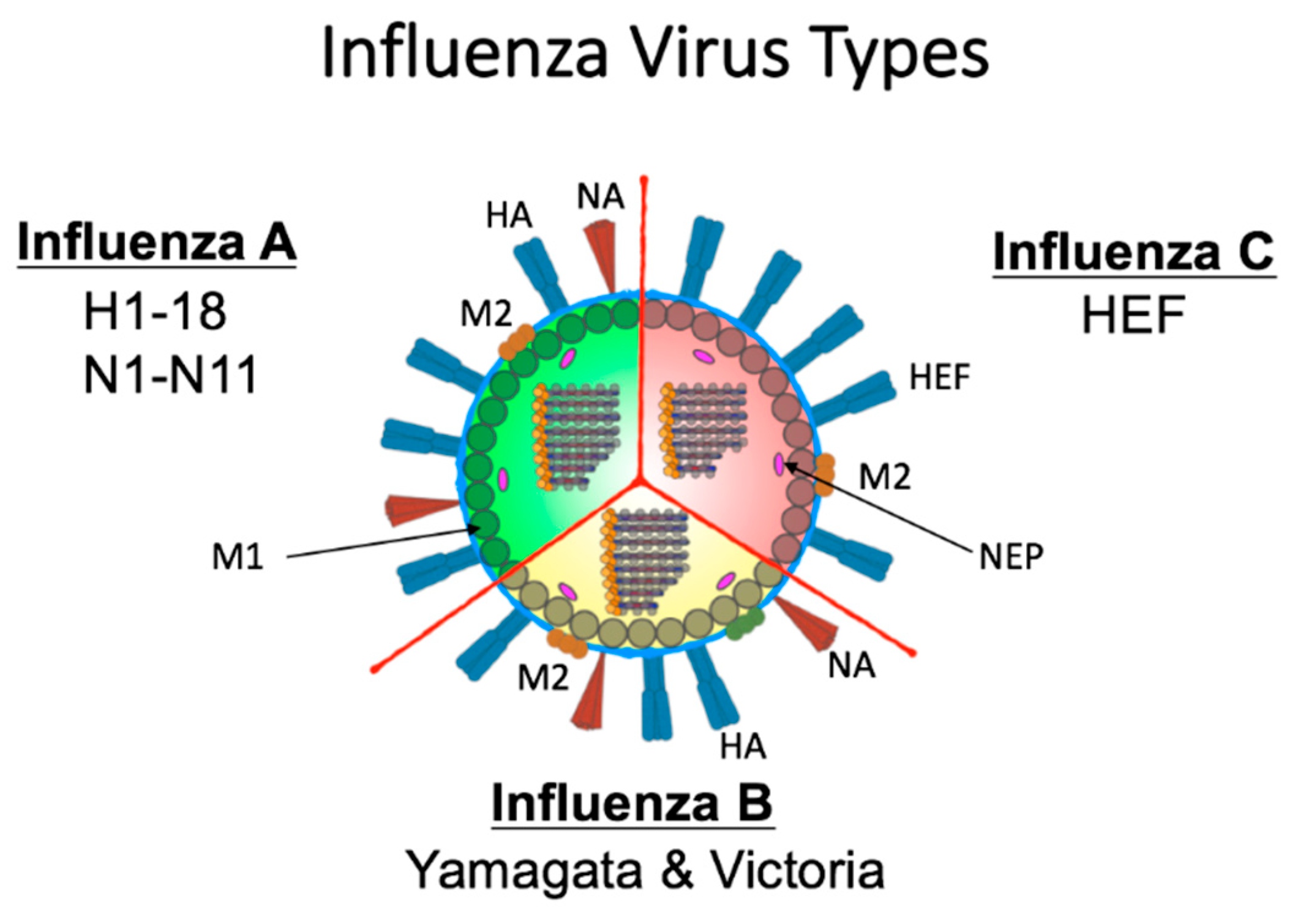 Viruses 11 00122 g002