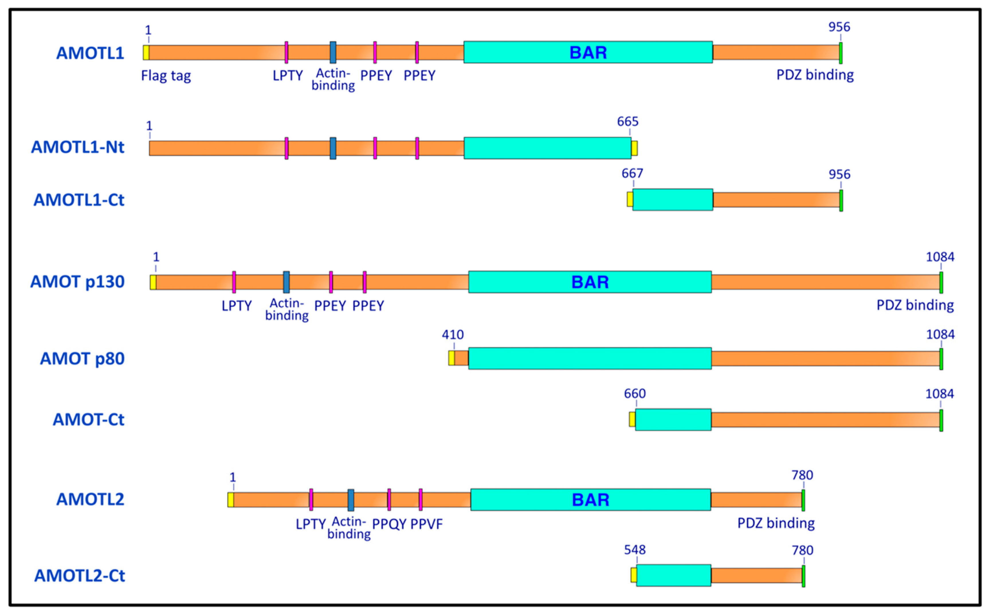 Viruses 11 00128 g001 Viruses 11 00128 g001