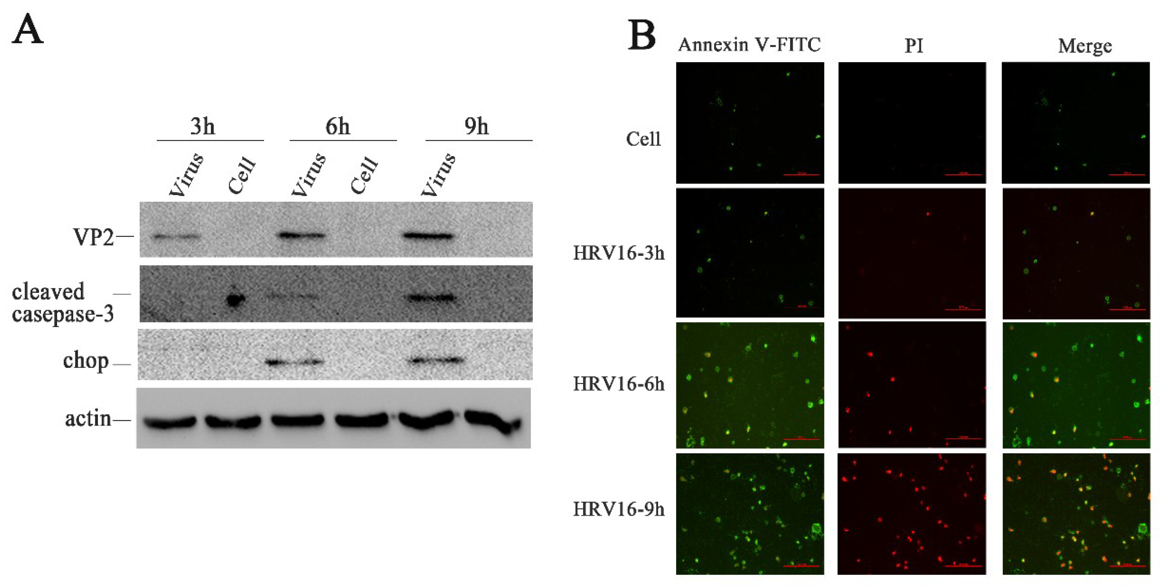 Viruses 11 00133 g003