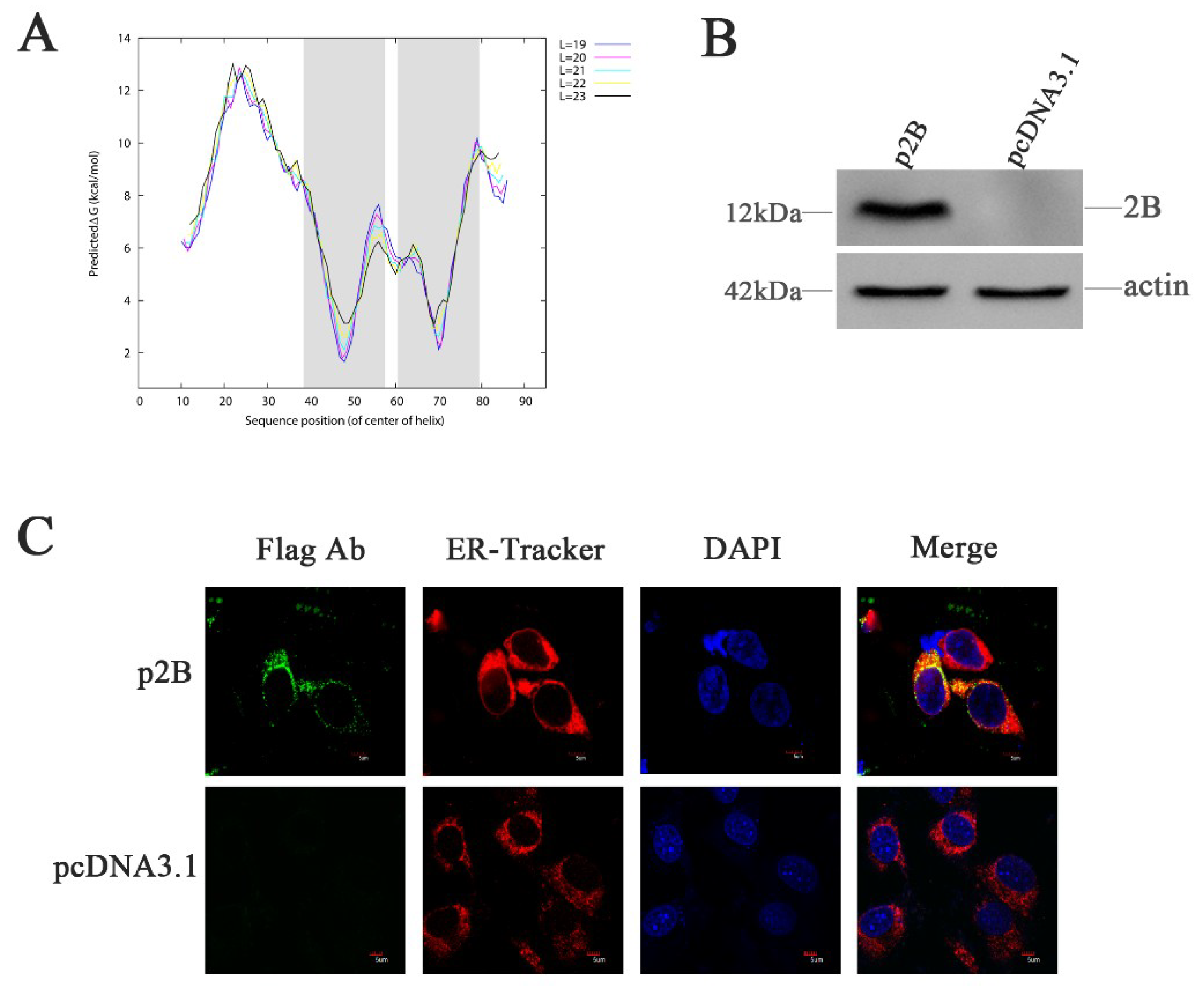 Viruses 11 00133 g004