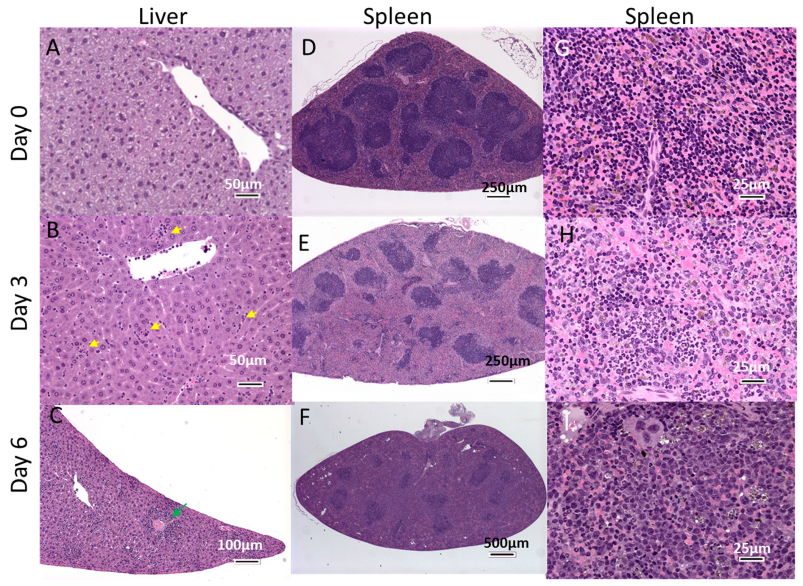 Viruses 11 00137 g006