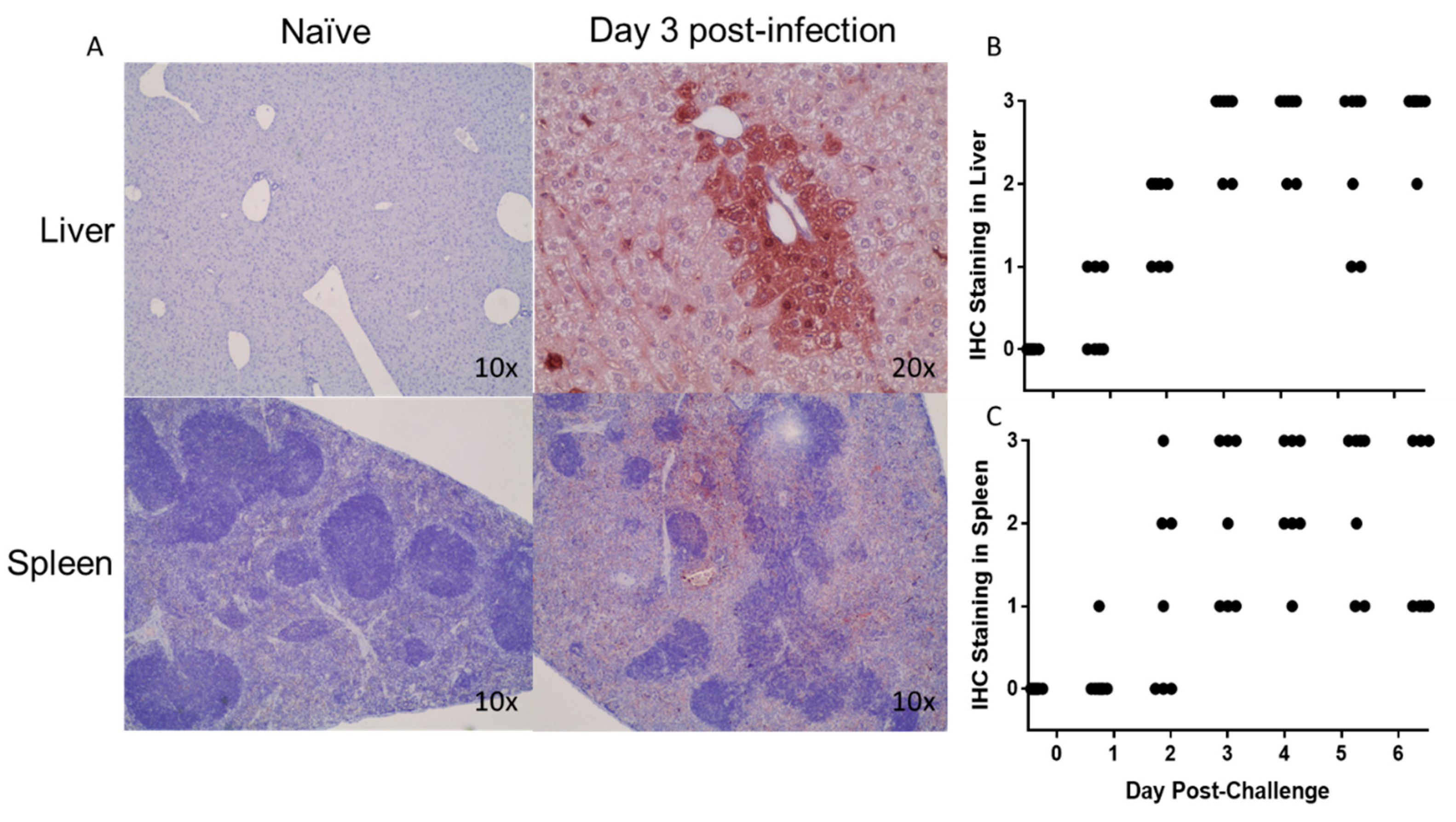 Viruses 11 00137 g007