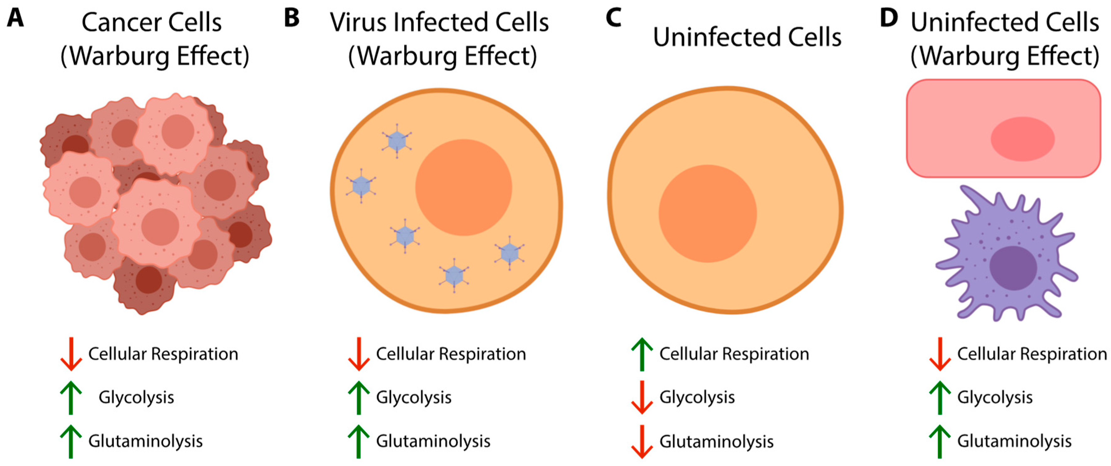 Viruses 11 00141 g002