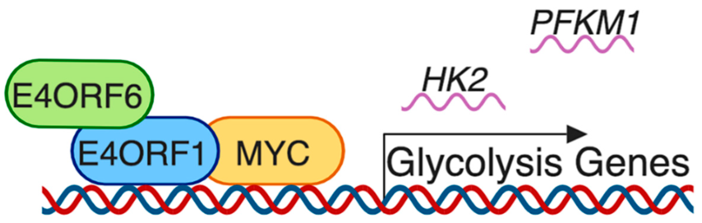 Viruses 11 00141 g005