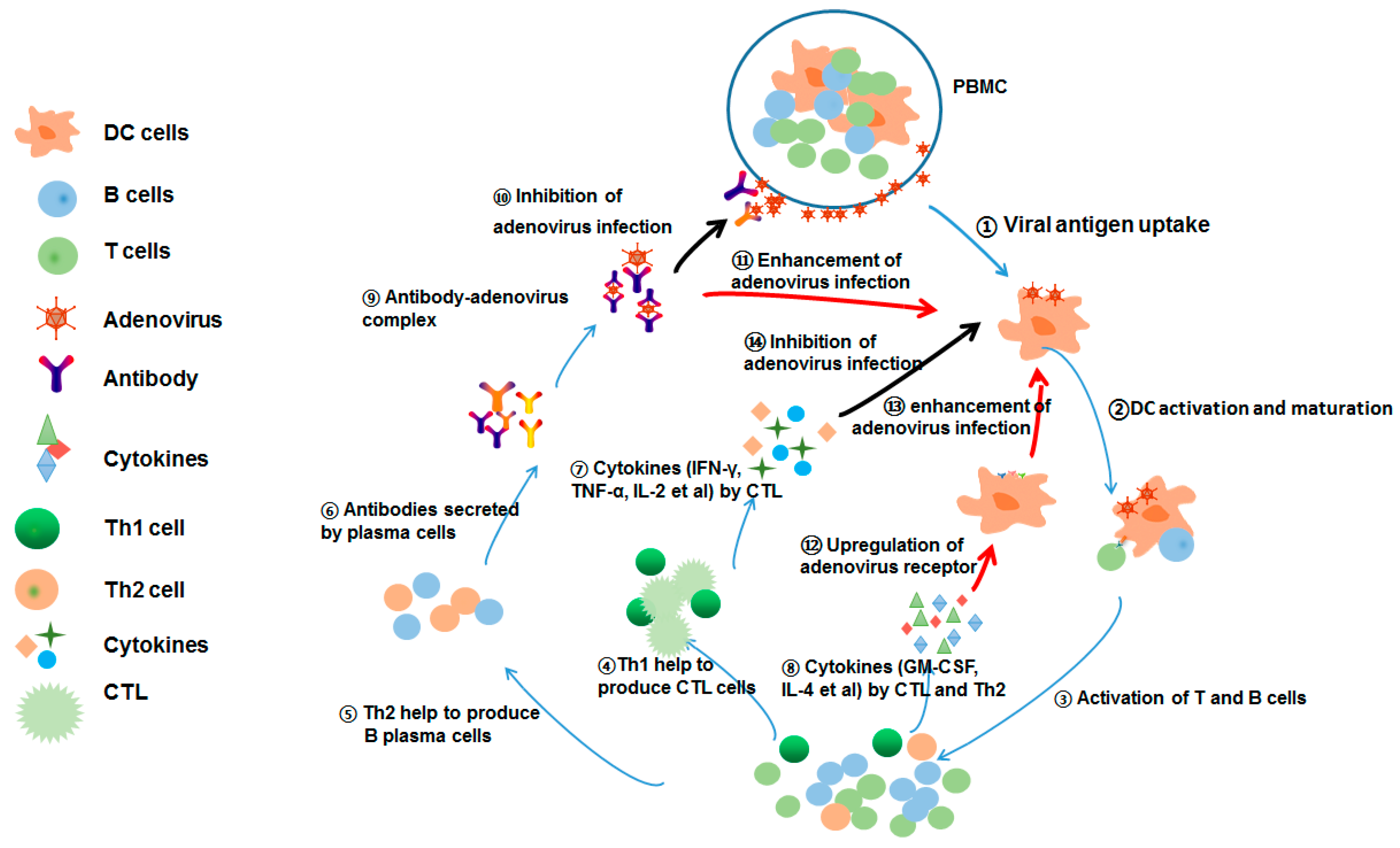 Viruses 11 00154 g006