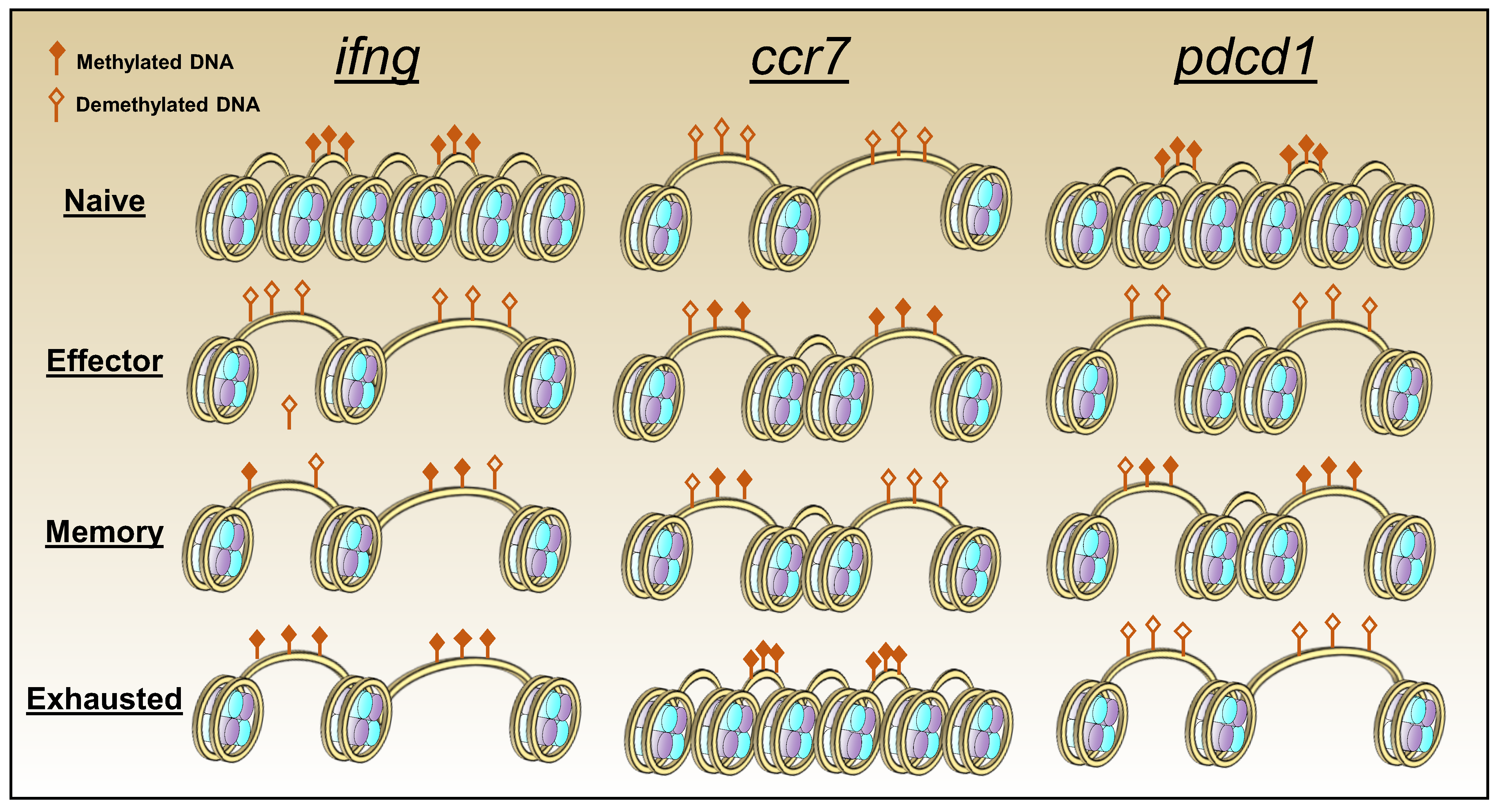 Viruses 11 00156 g003