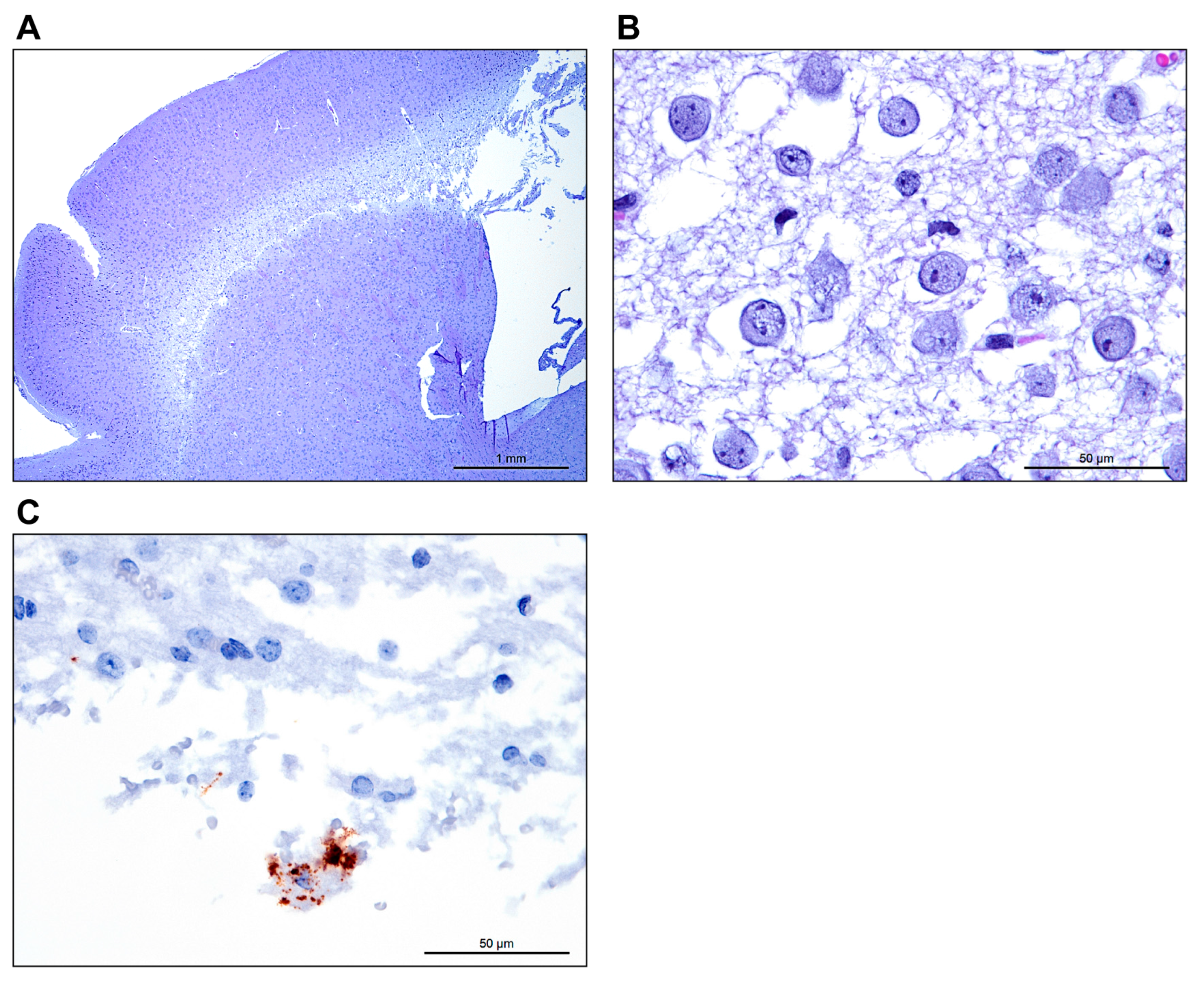 Viruses 11 00161 g002
