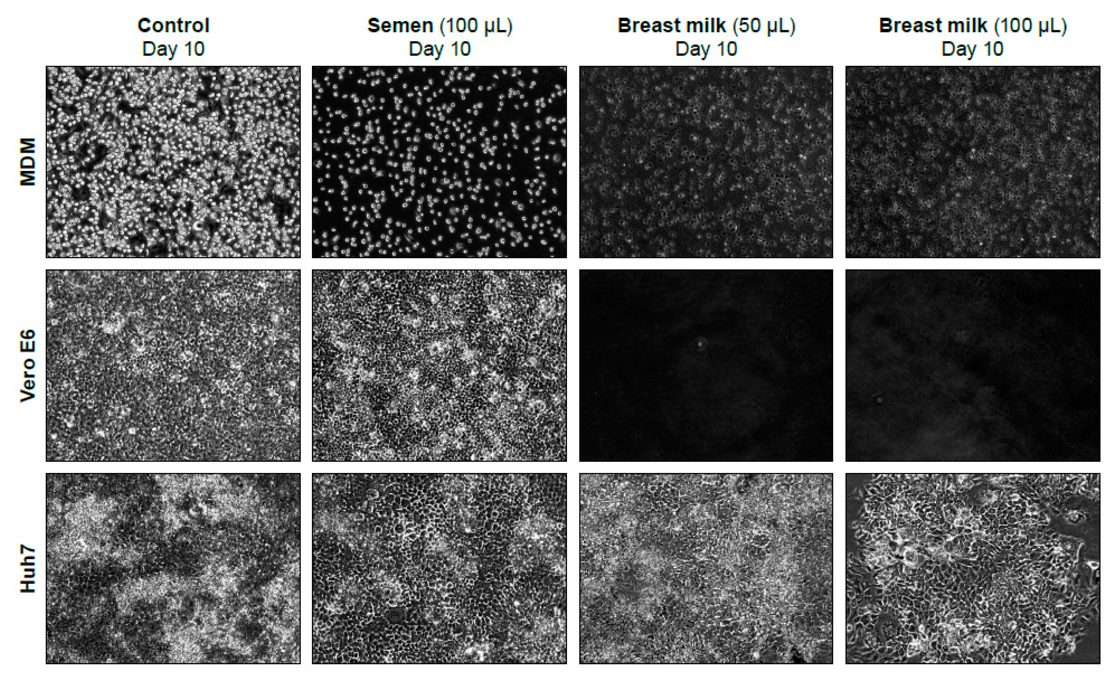 Viruses 11 00161 g005