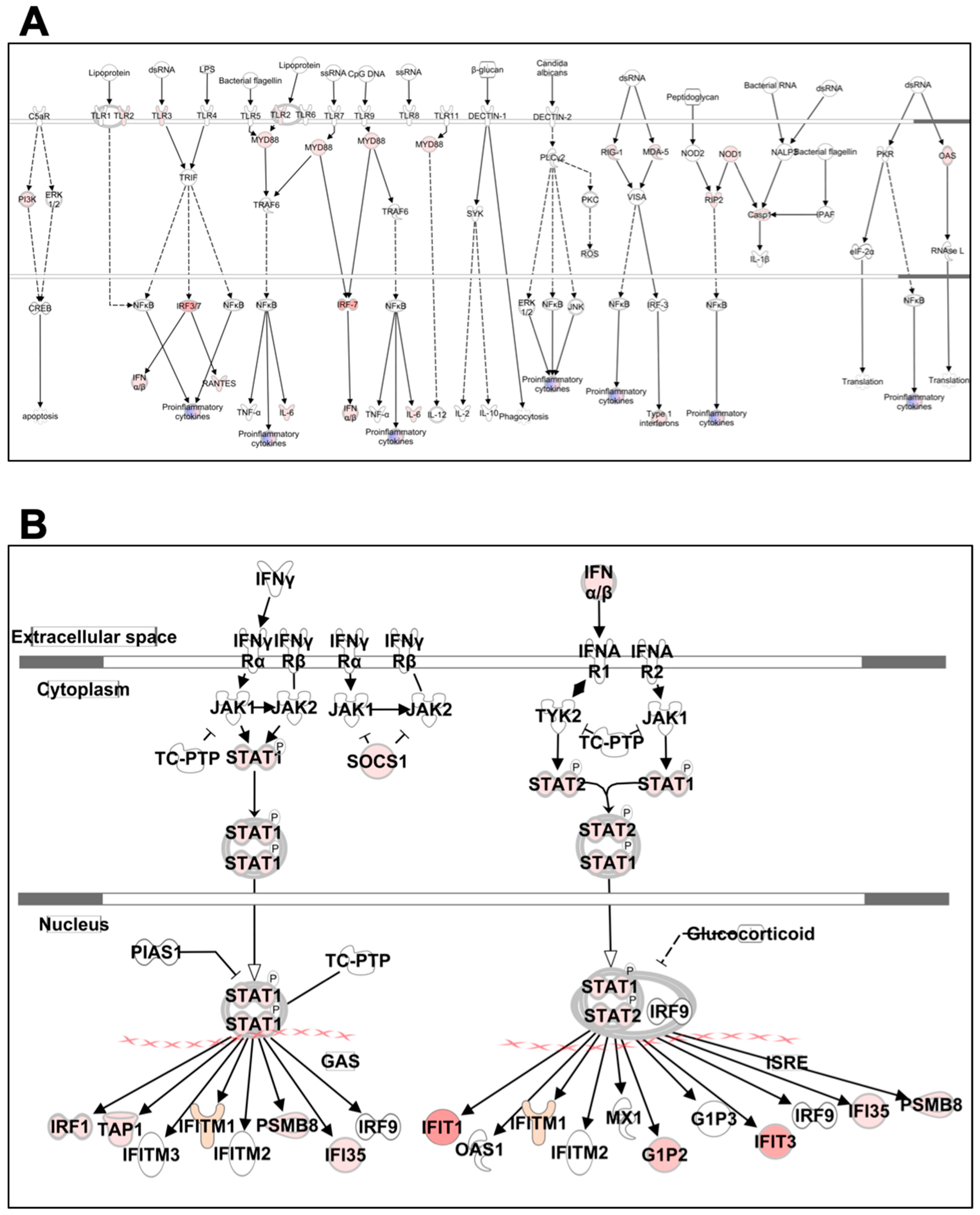 Viruses 11 00162 g006