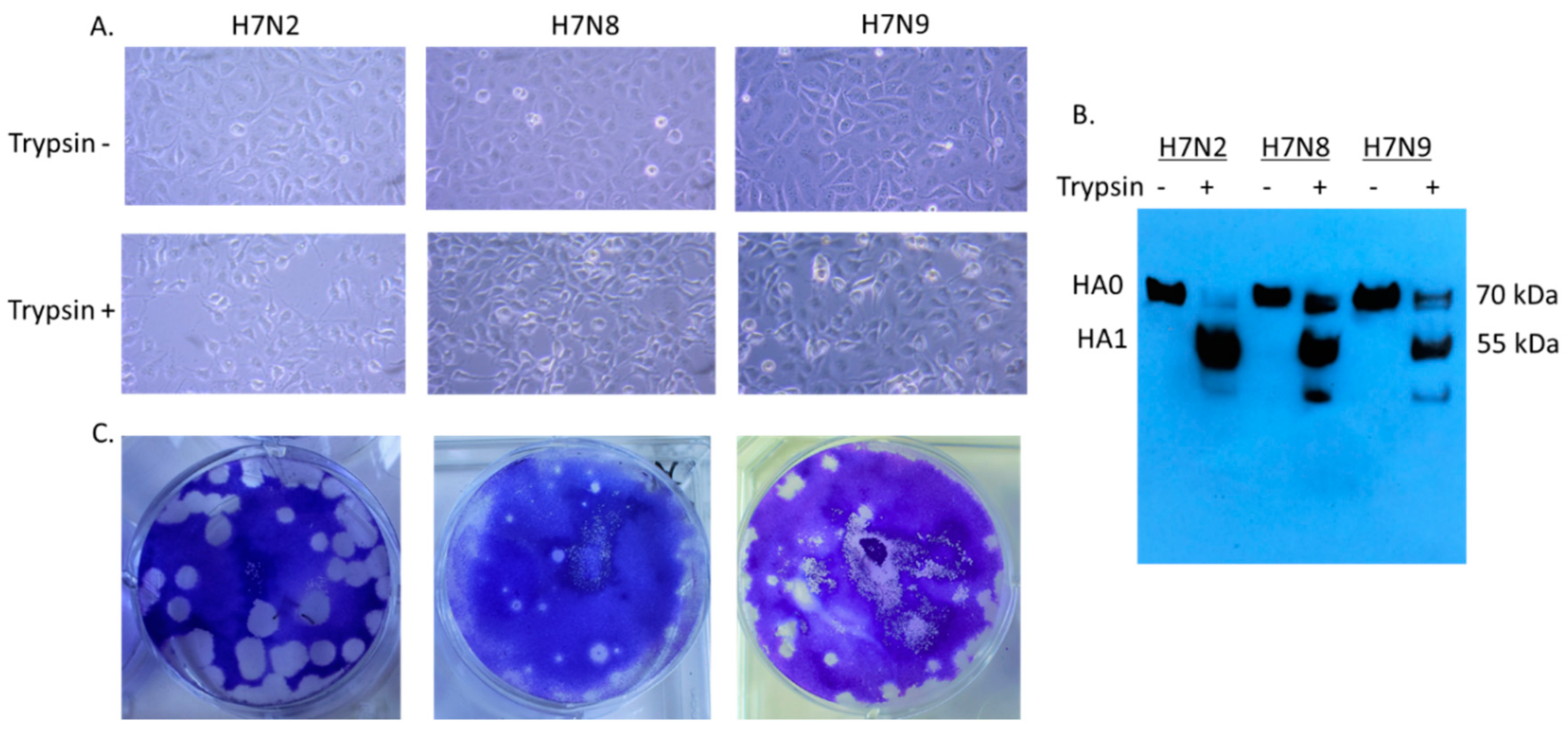 Viruses 11 00163 g001