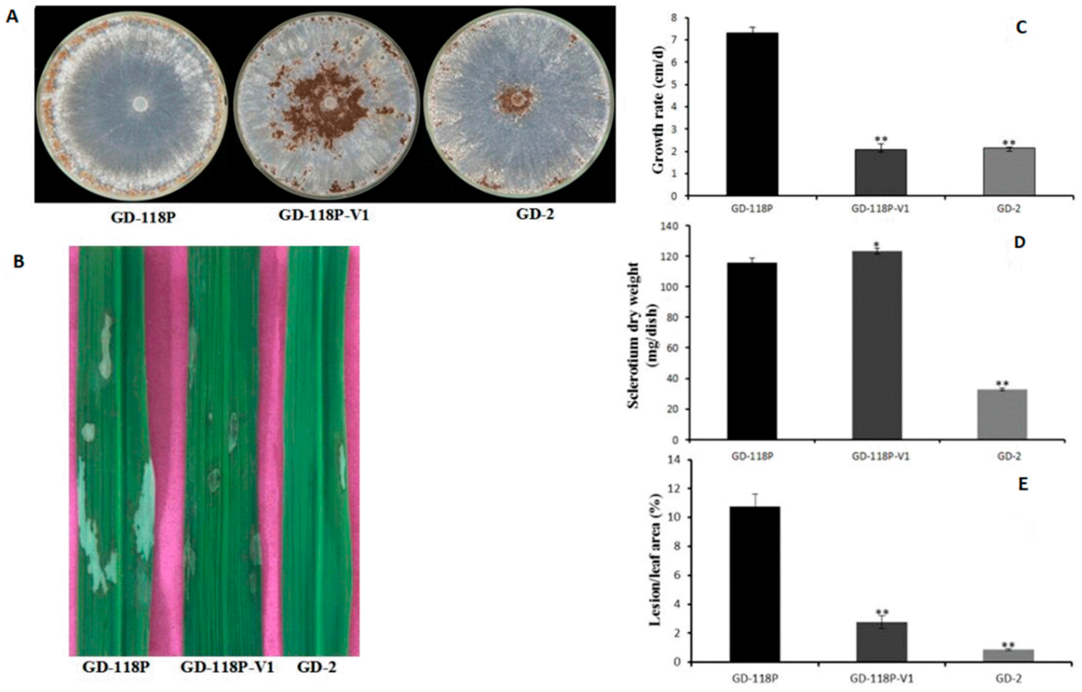 Viruses 11 00178 g005 Viruses 11 00178 g005